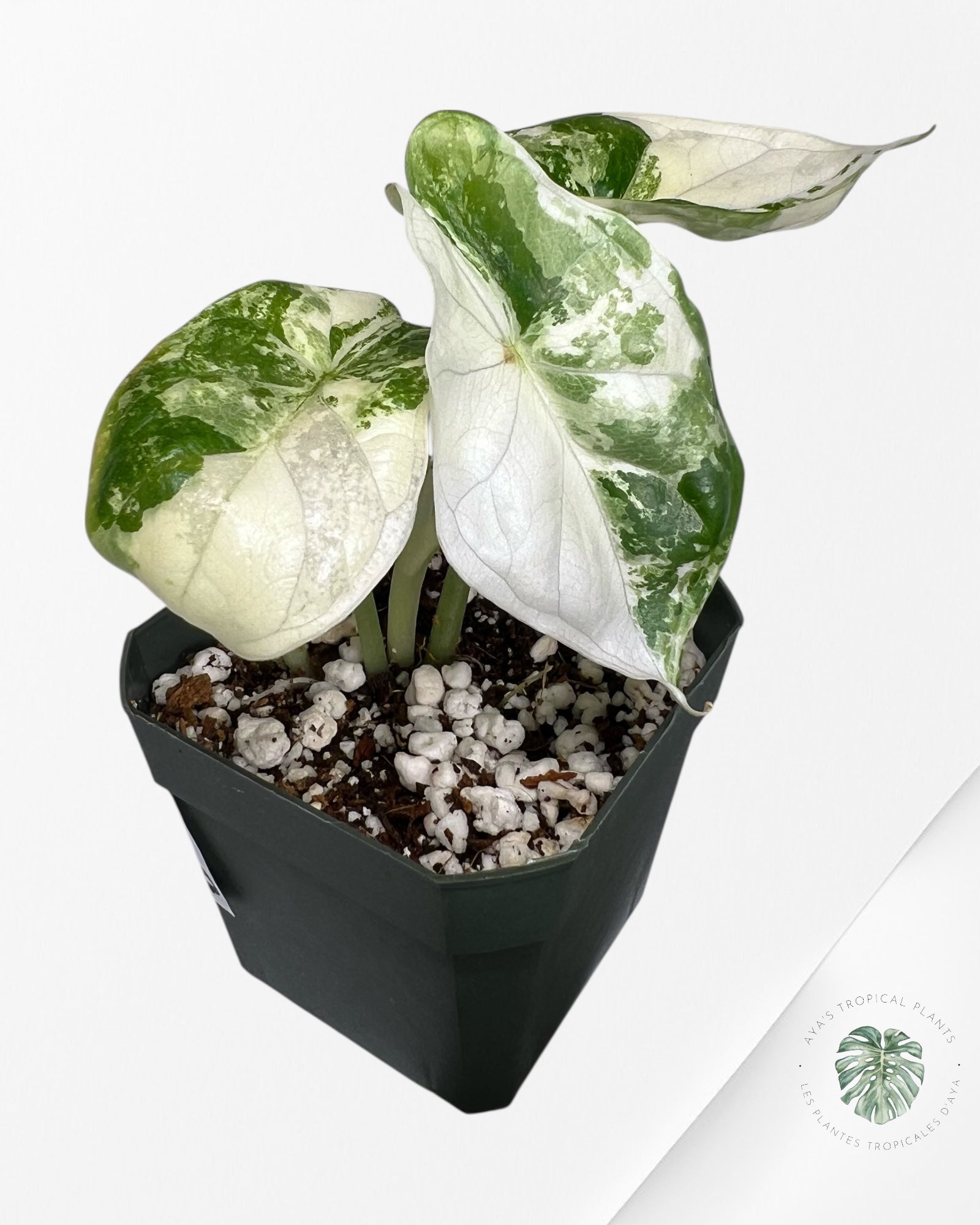 Alocasia Dragon Scale Variegated Albo ( Grade A) - 1001