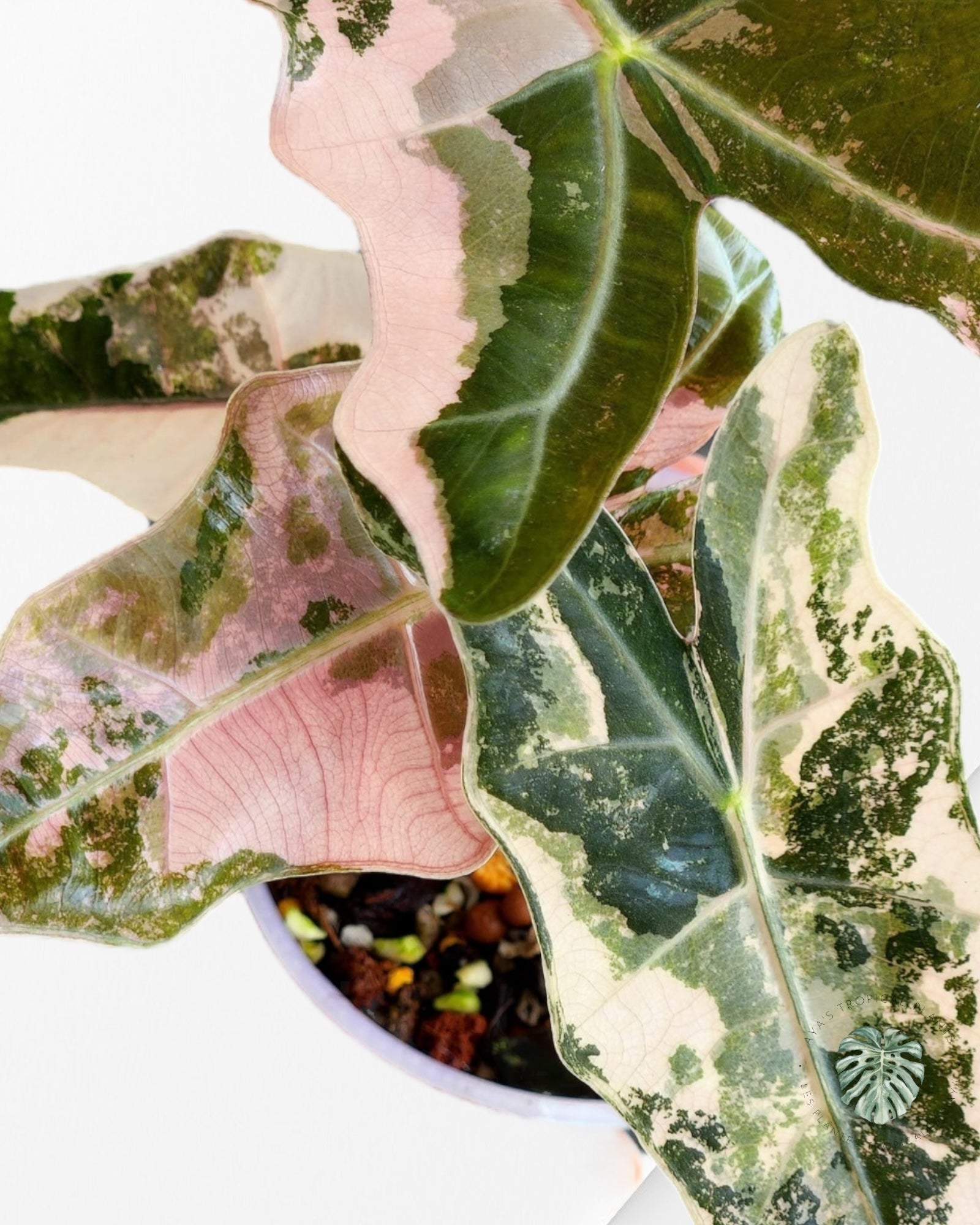 Alocasia Pseudo Sanderiana Albo Variegated - 0