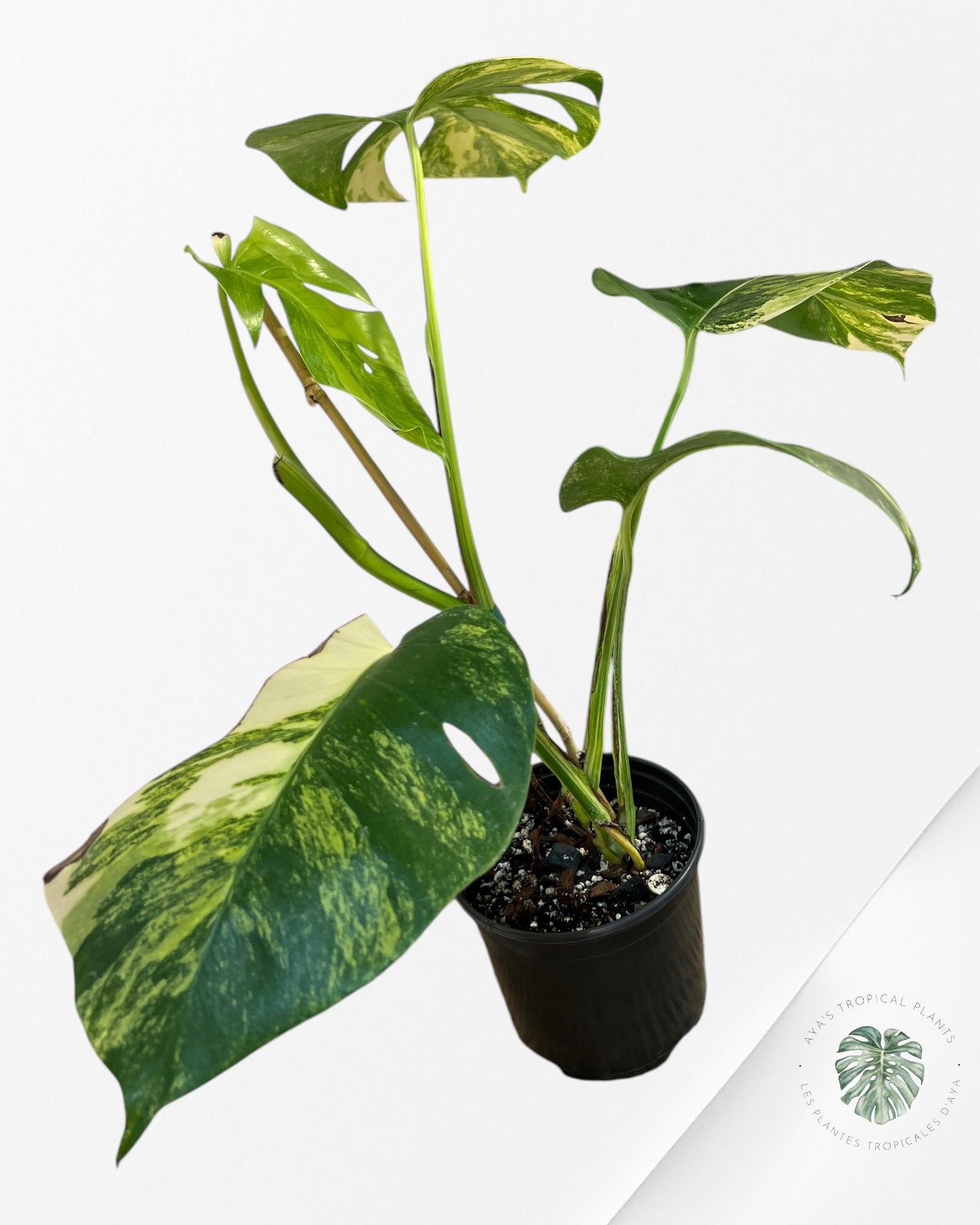 Monstera Aurea -JA7