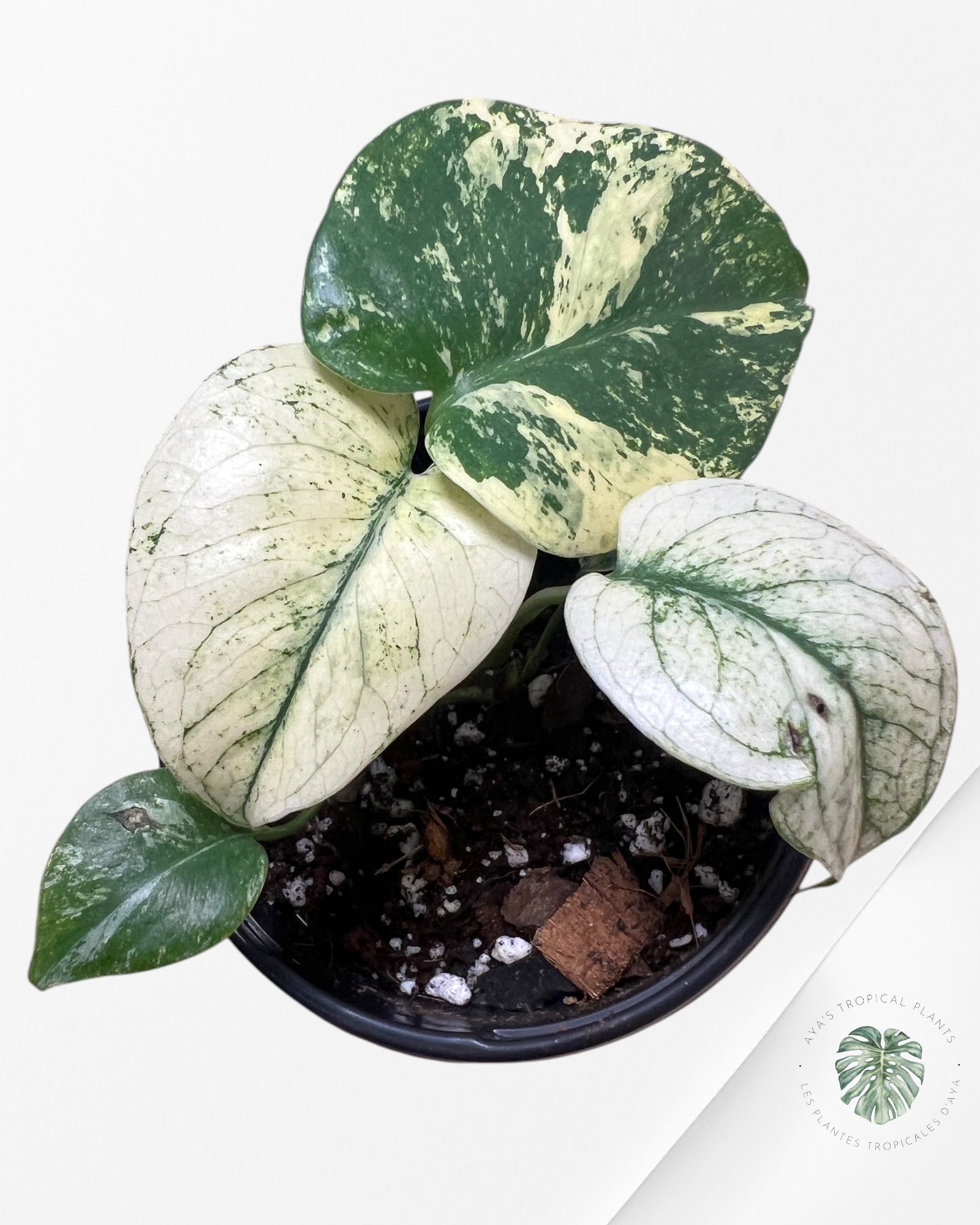 Monstera Deliciosa Menthe-1