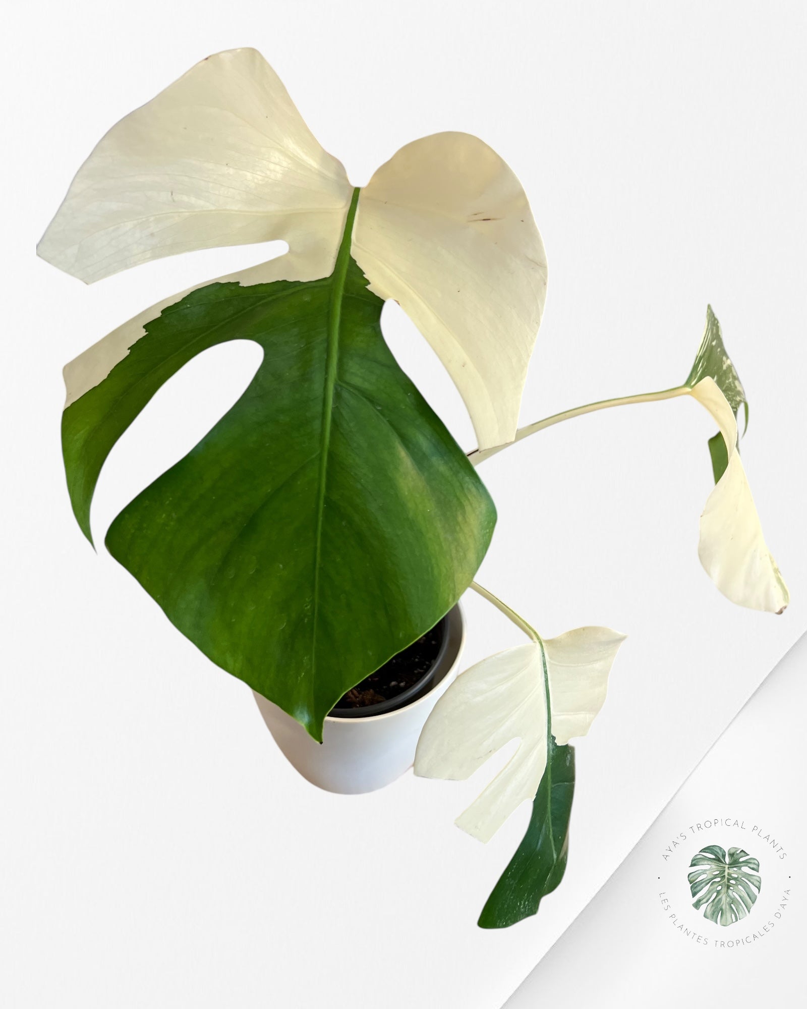 Monstera Borsigiana Albo-JAM1