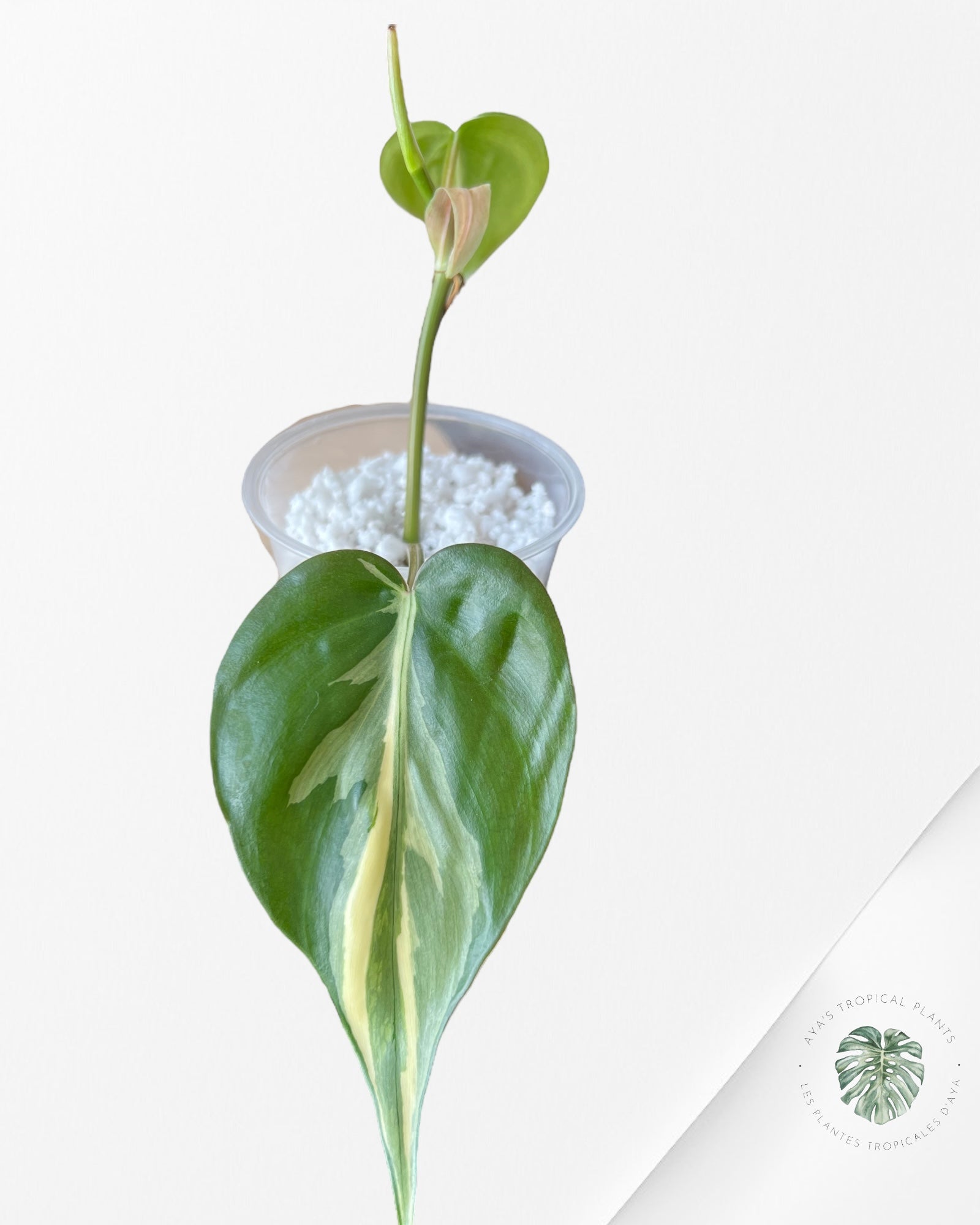 Philodendron Hederaceum 'Rio'-2222