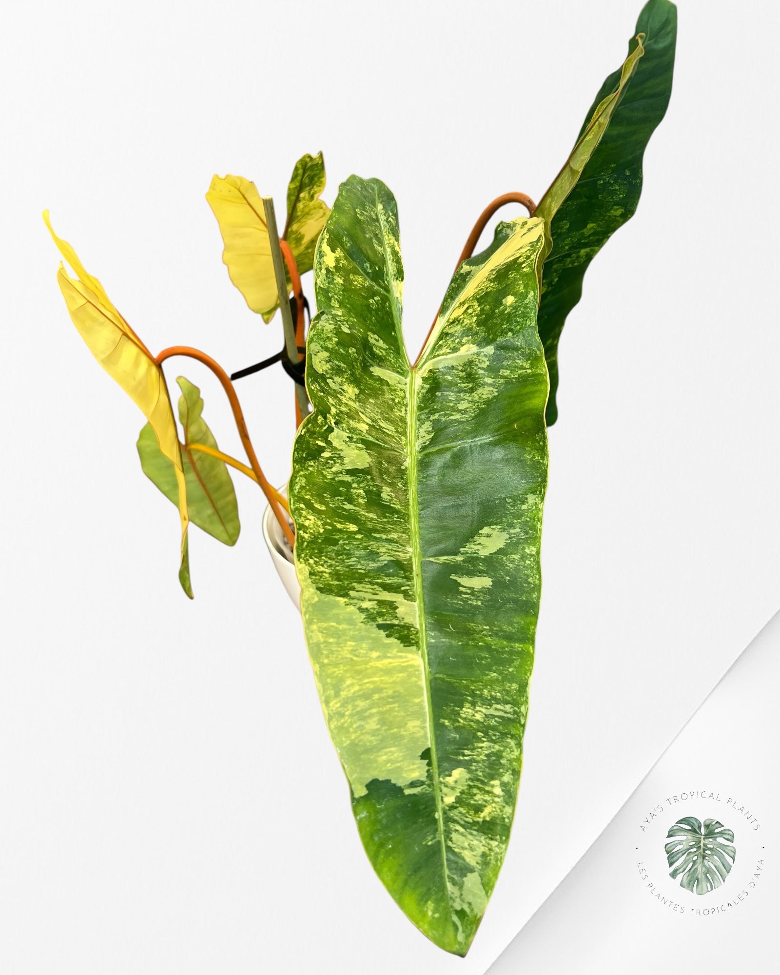 Philodendron Billietiae Variegated-PBV1