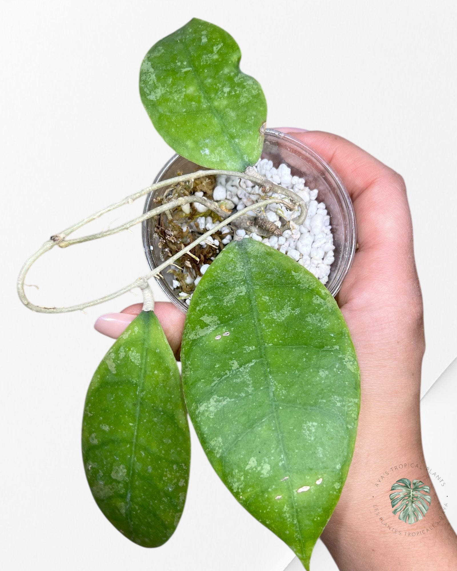 Hoya finlaysonii splash (Big leaves) - F5