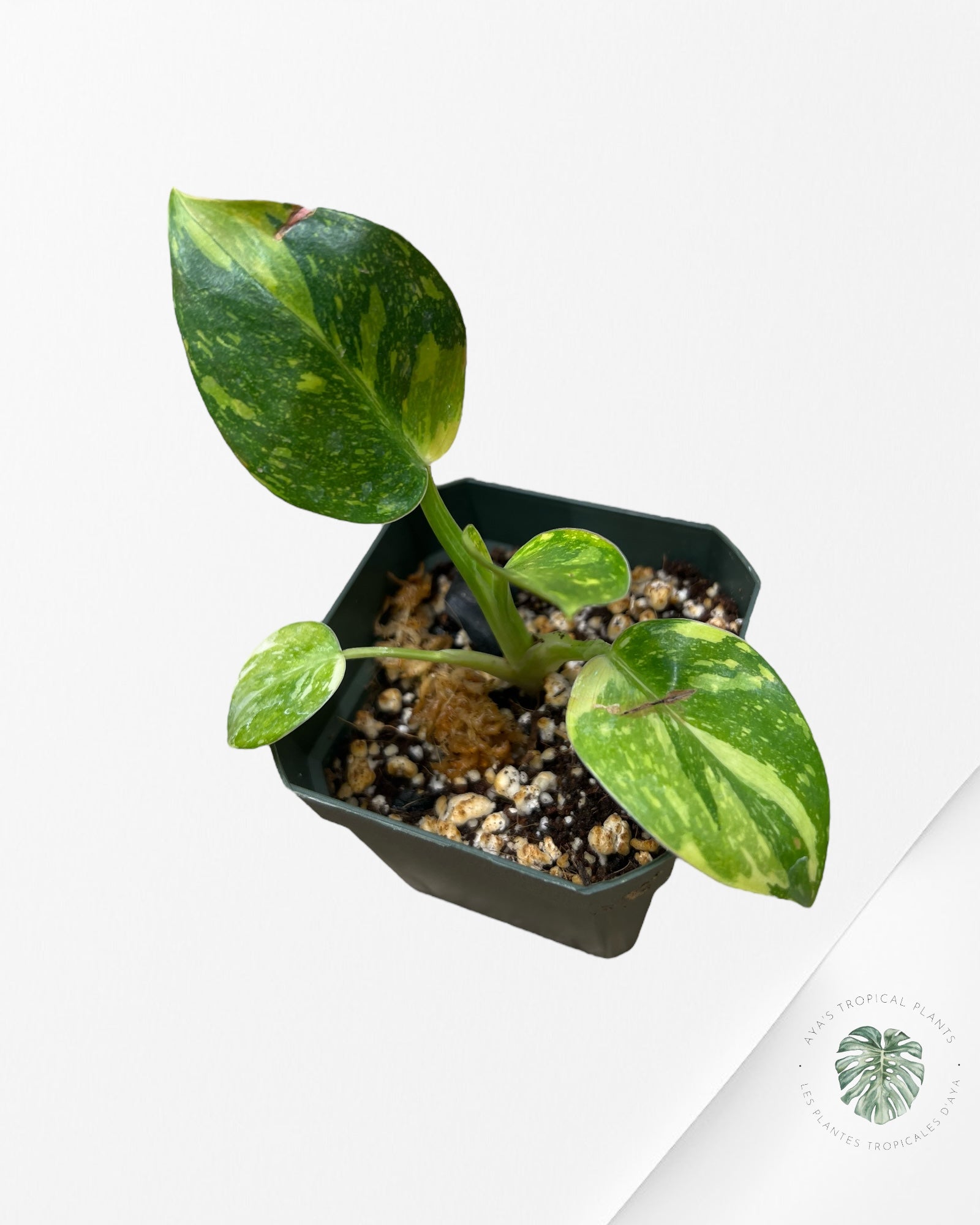 Philodendron Green Congo marble Hybrid - S1