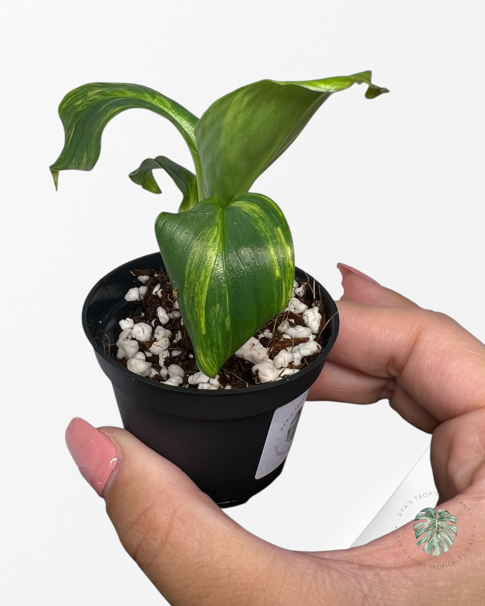 Banana Tree (Aurea) Variegated - TC3