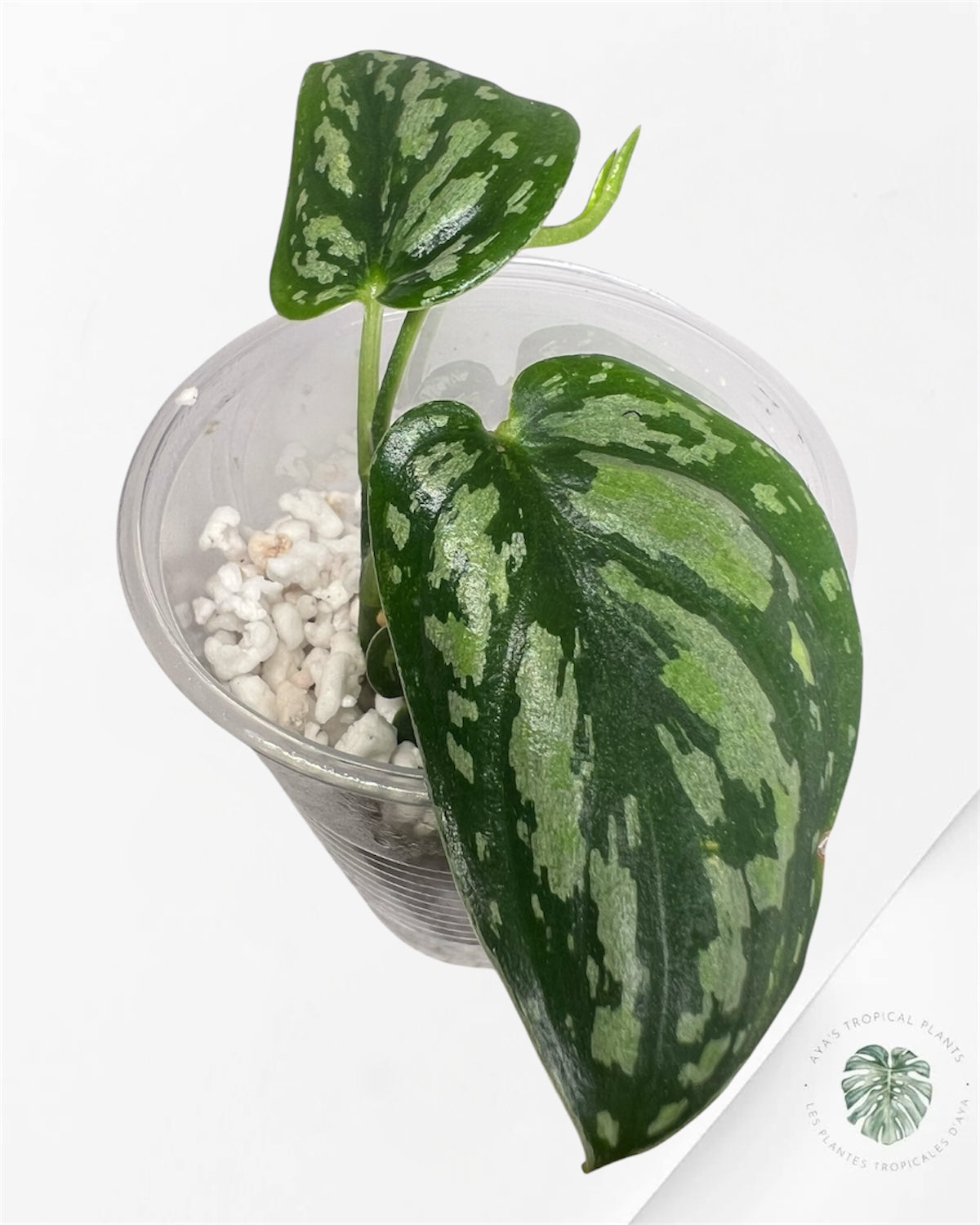 Scindapsus Dark Tricolor - P73