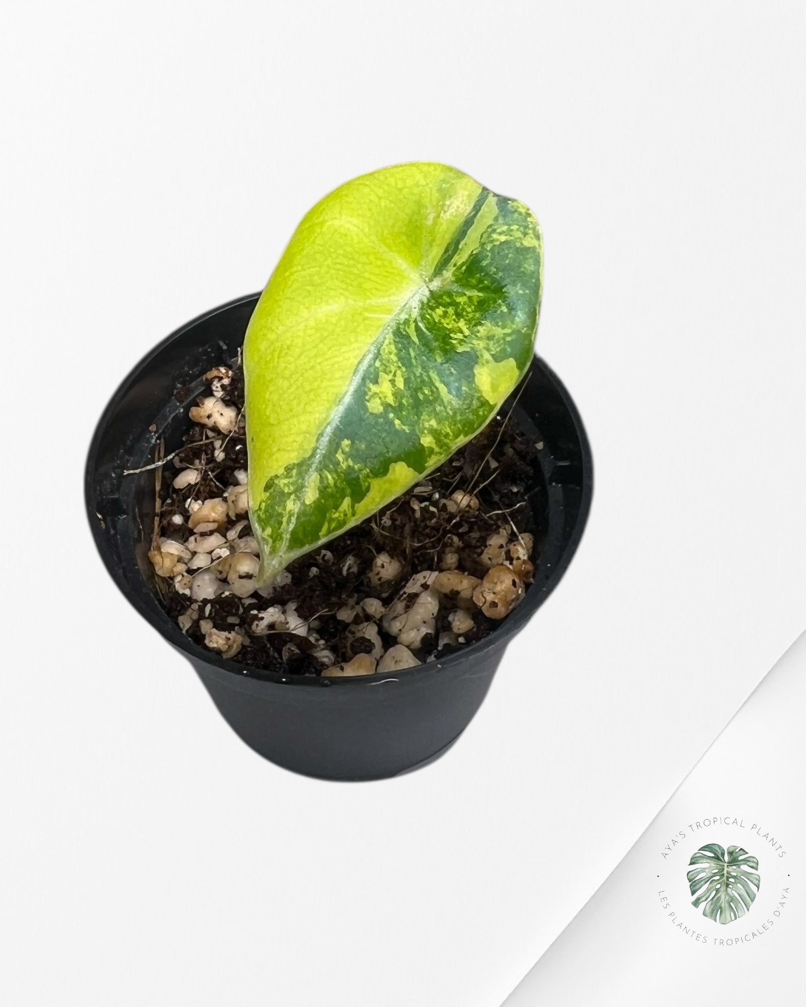 Alocasia Black Velvet Gold Variegata （ Aurea）-BG2