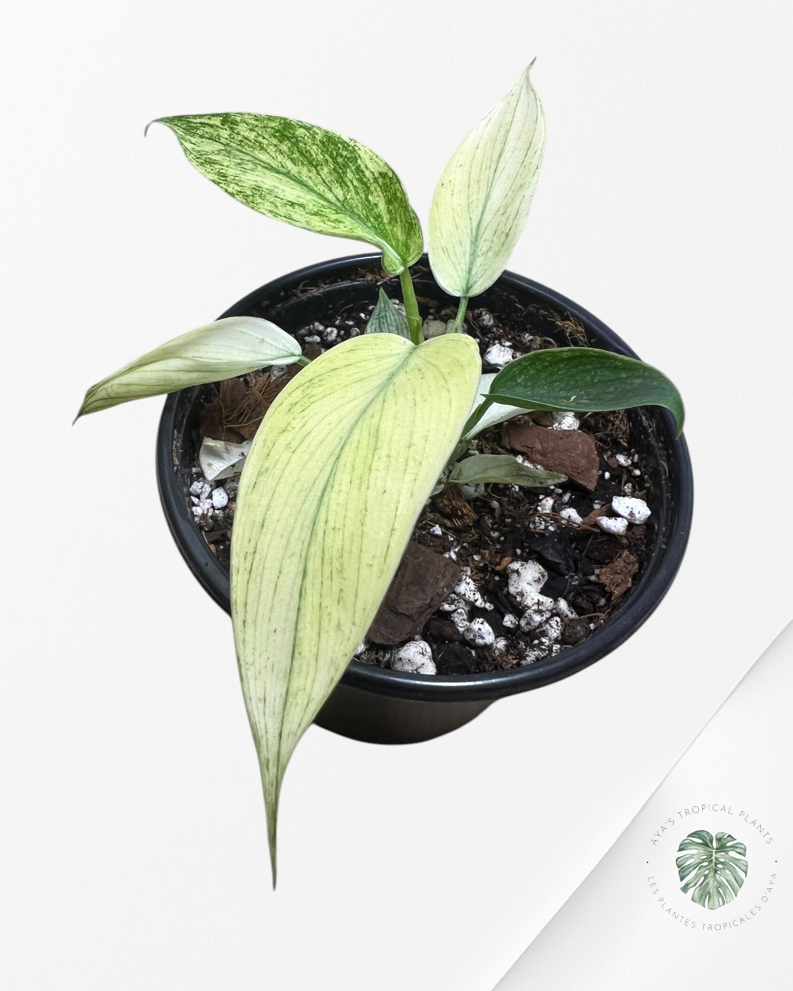 Philodendron Florida Ghost Mint -PFG11