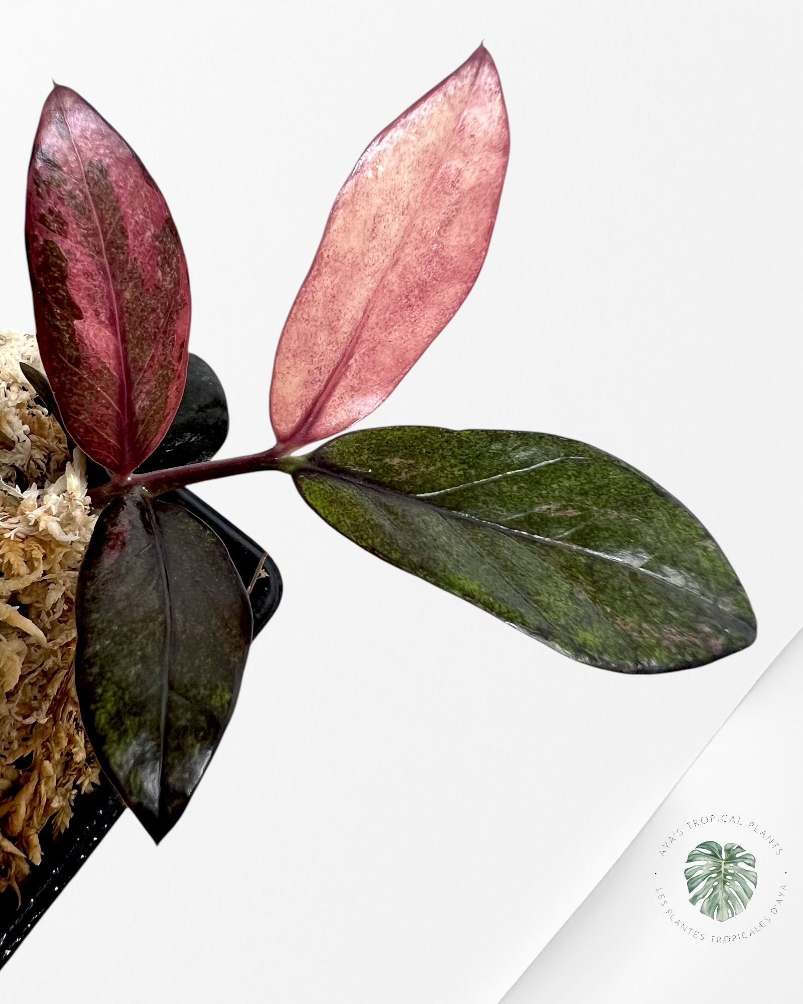 Zamioculcas Raven ZZ rose panaché-JA3