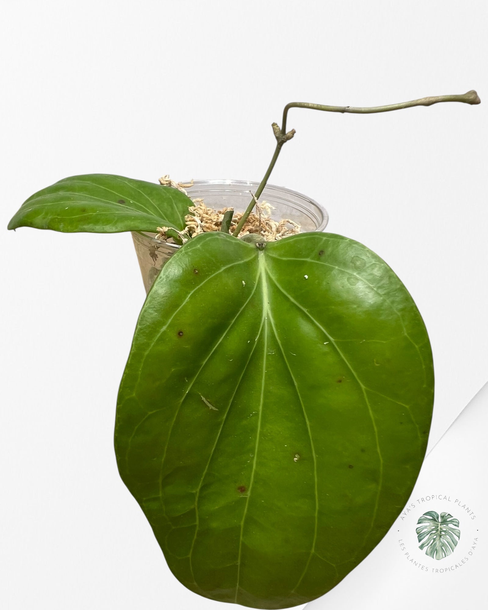 Hoya Cominsii - F1