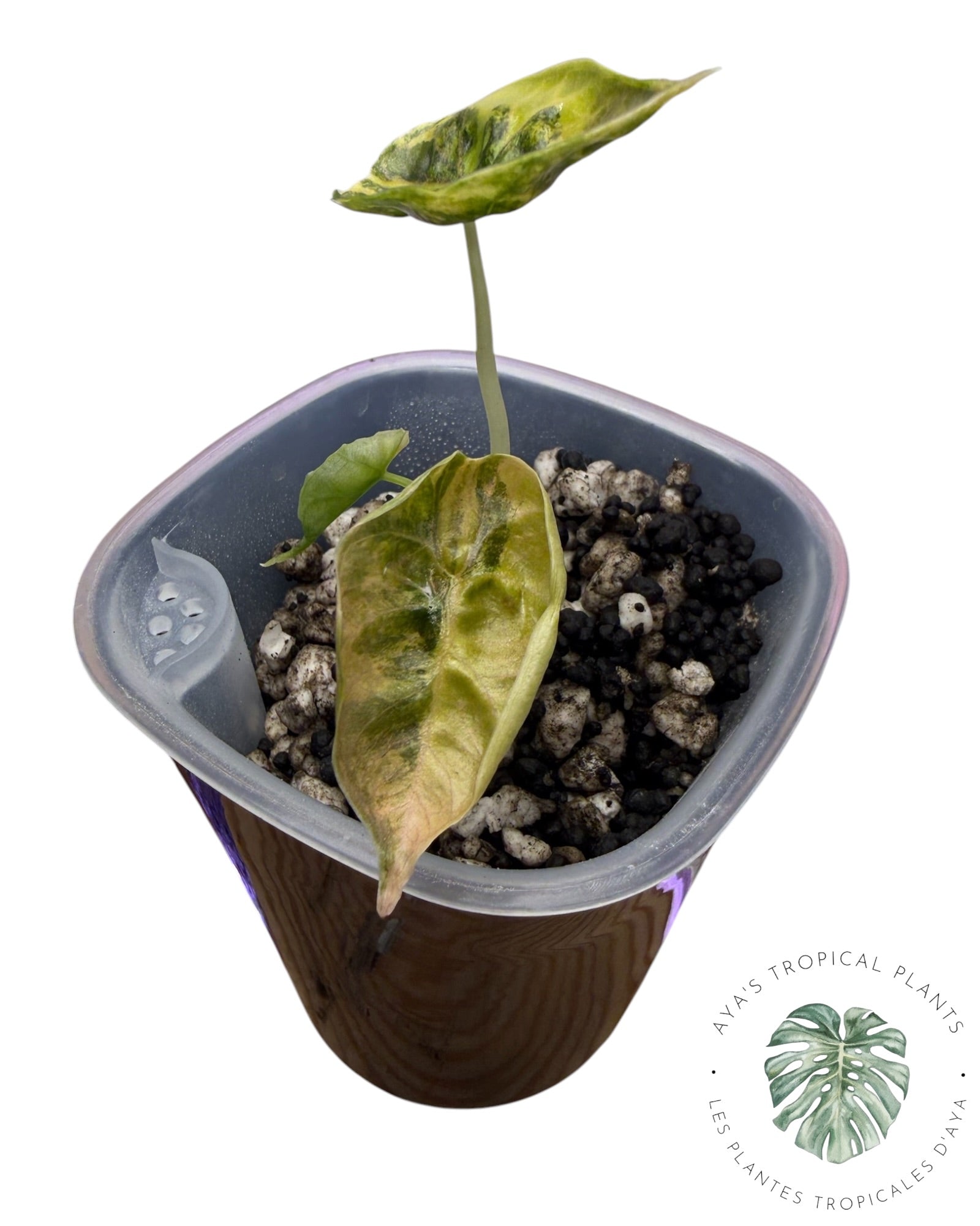 Alocasia Azlanii Gold / Aurea