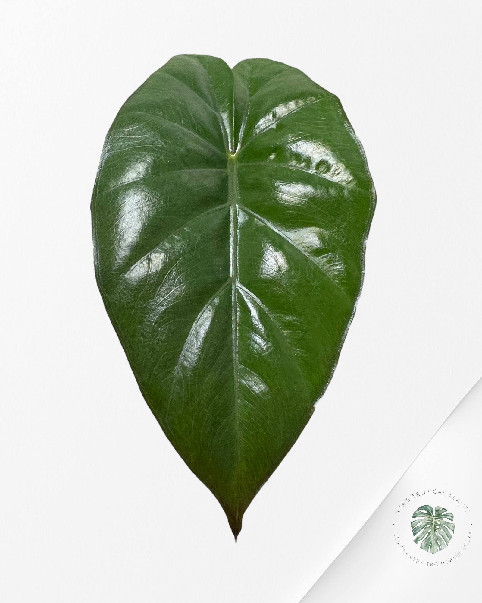 Alocasia Yucatan Mint (REVERTED) - AYM3