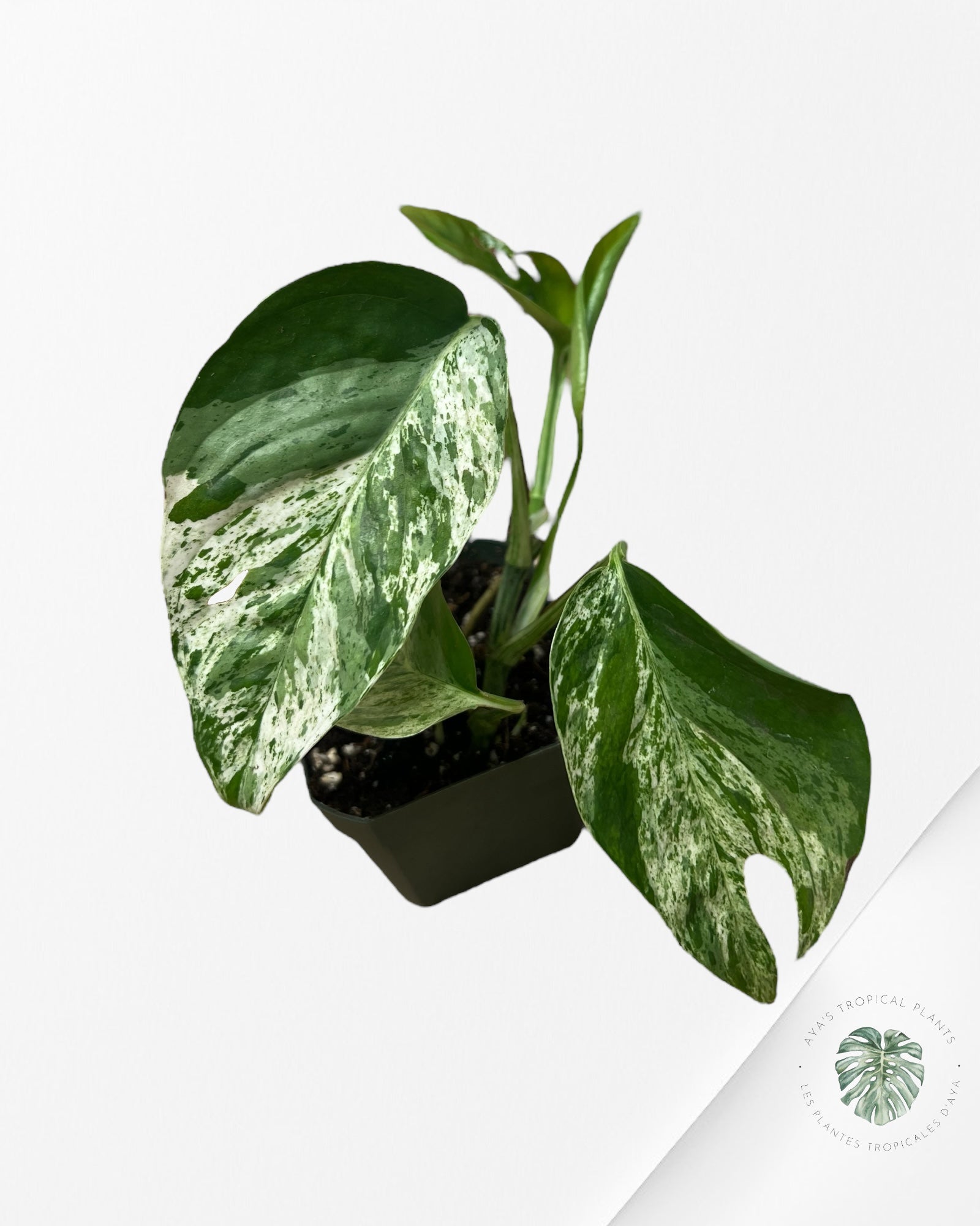 Marbre Epipremnum Pinnatum - E10