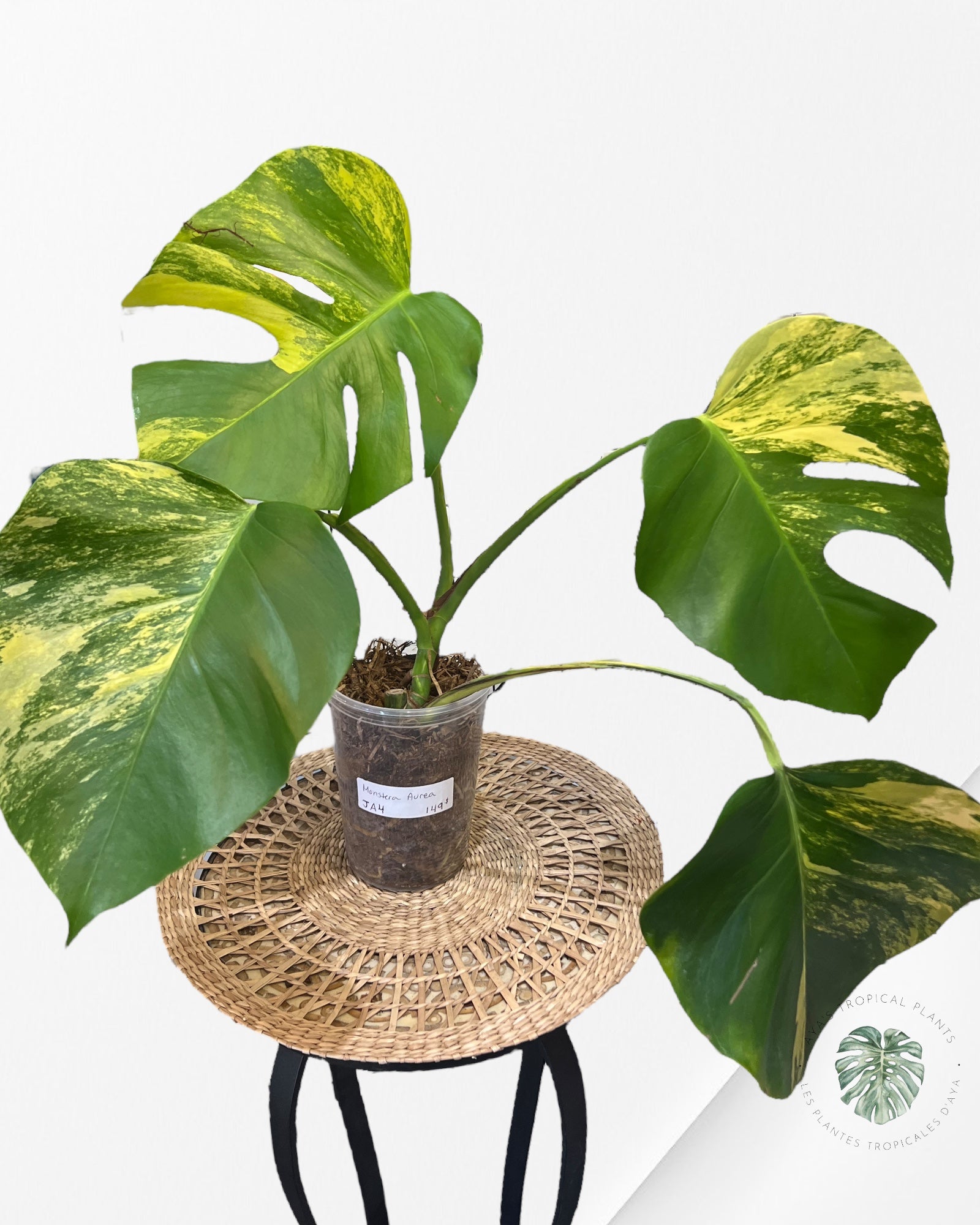 Monstera Aurea - JA4