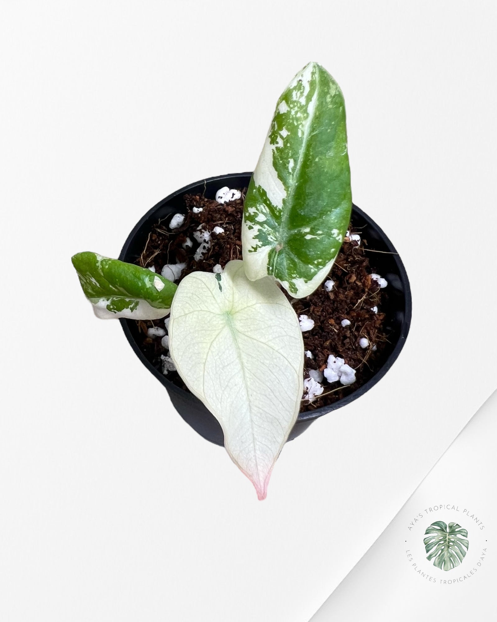 Alocasia Black Velvet Pink Variegated - 7
