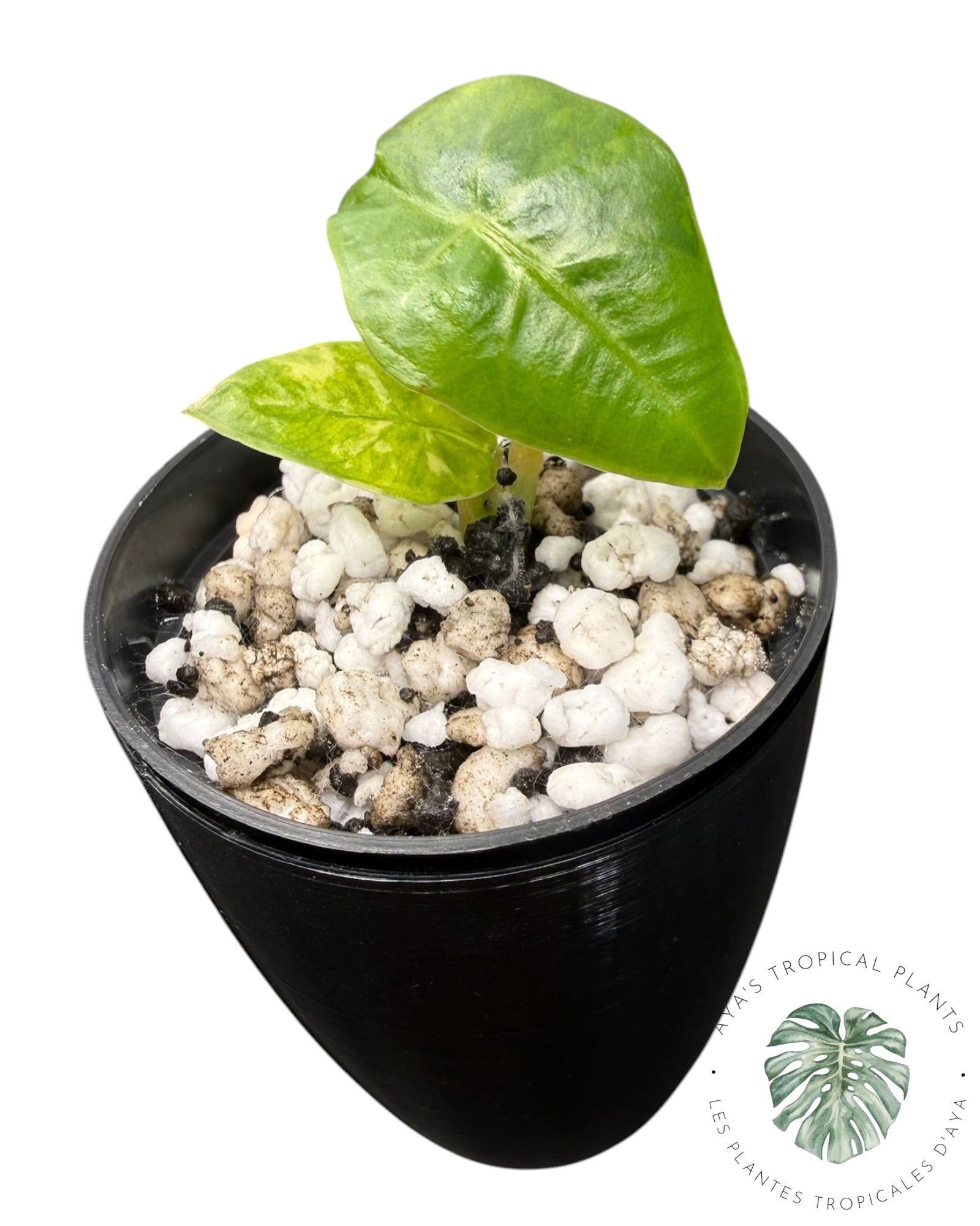 Alocasia Reginae Aurea