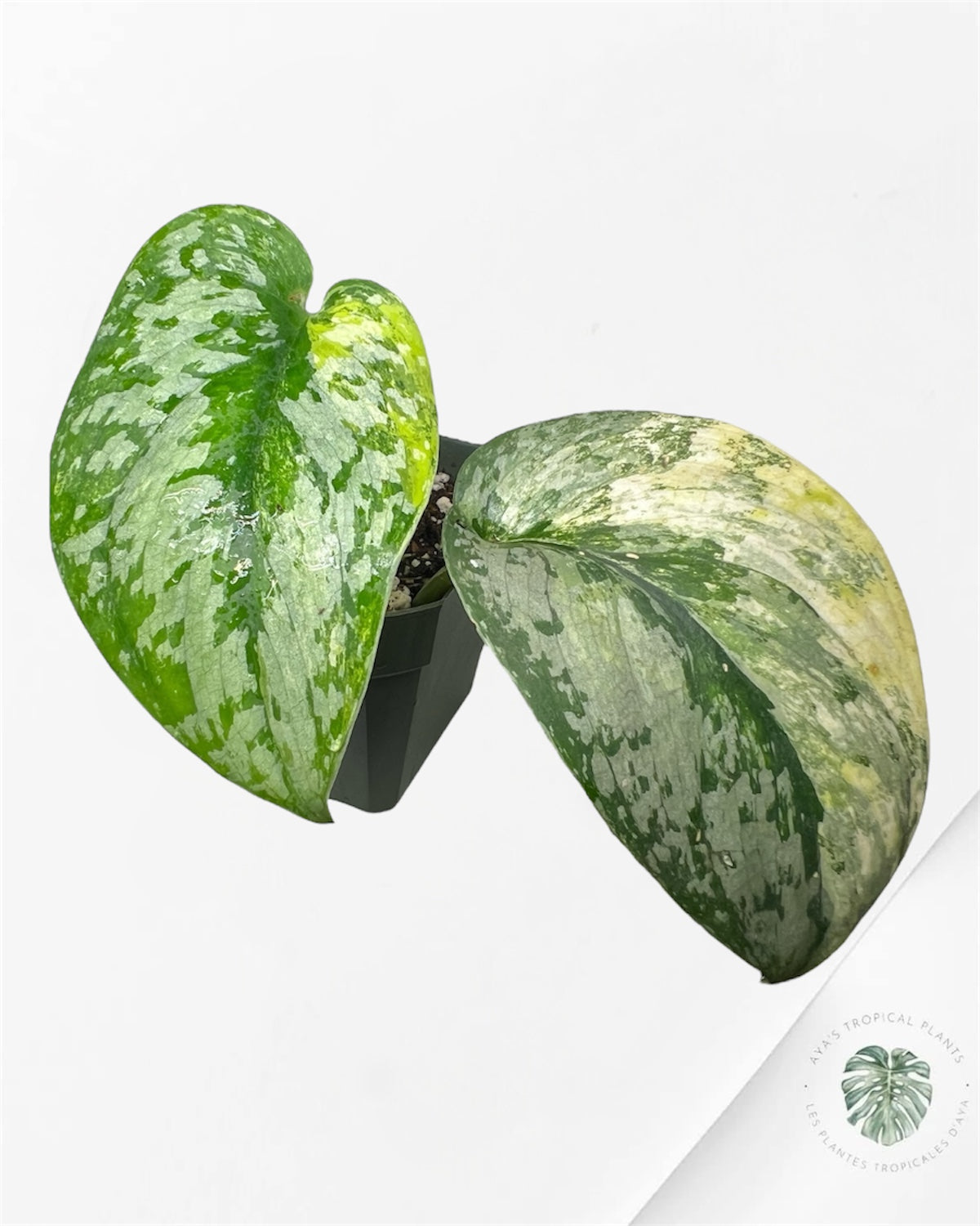 Scindapsus Sadewa - P56