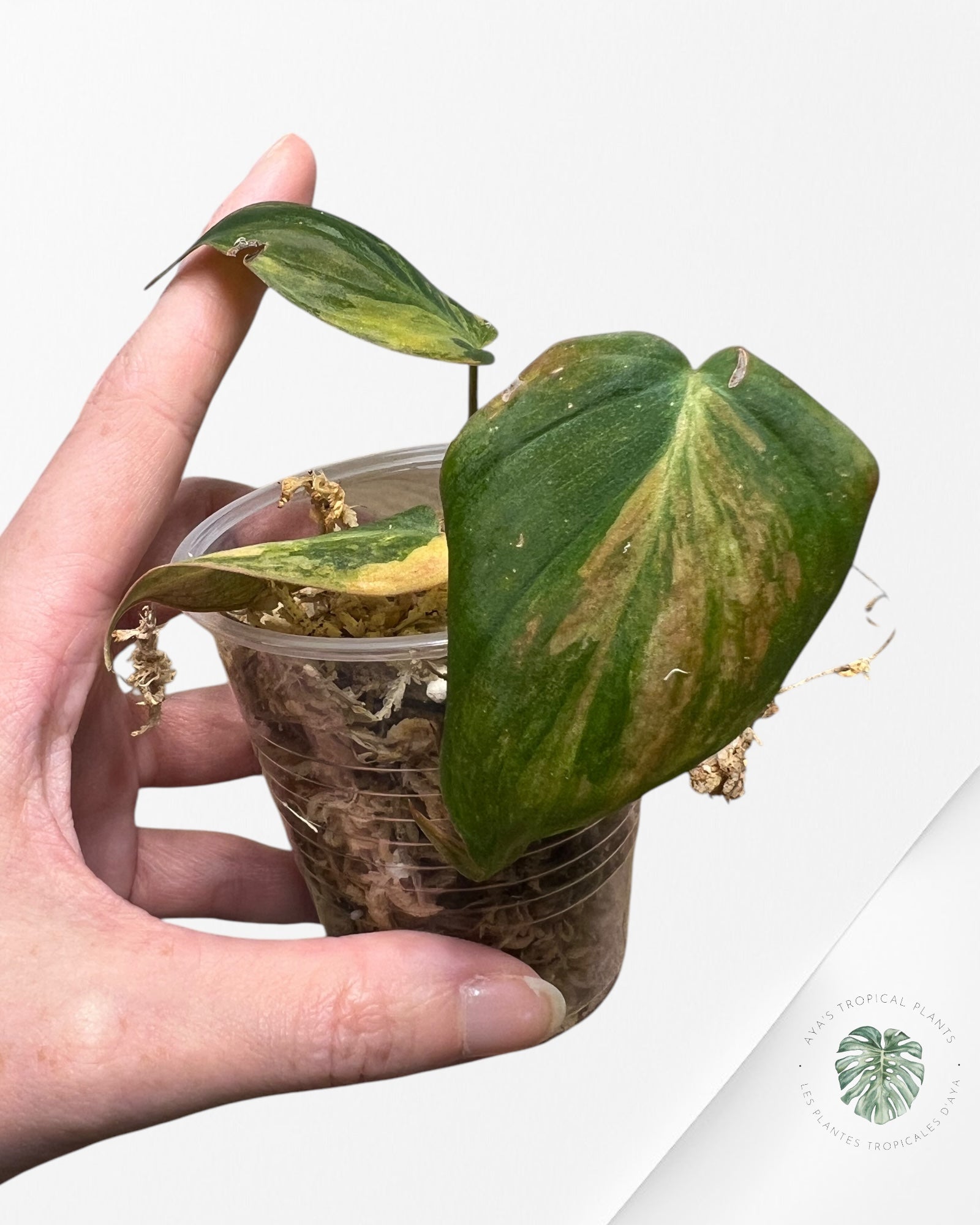 Philodendron Micans Variegated-PH6