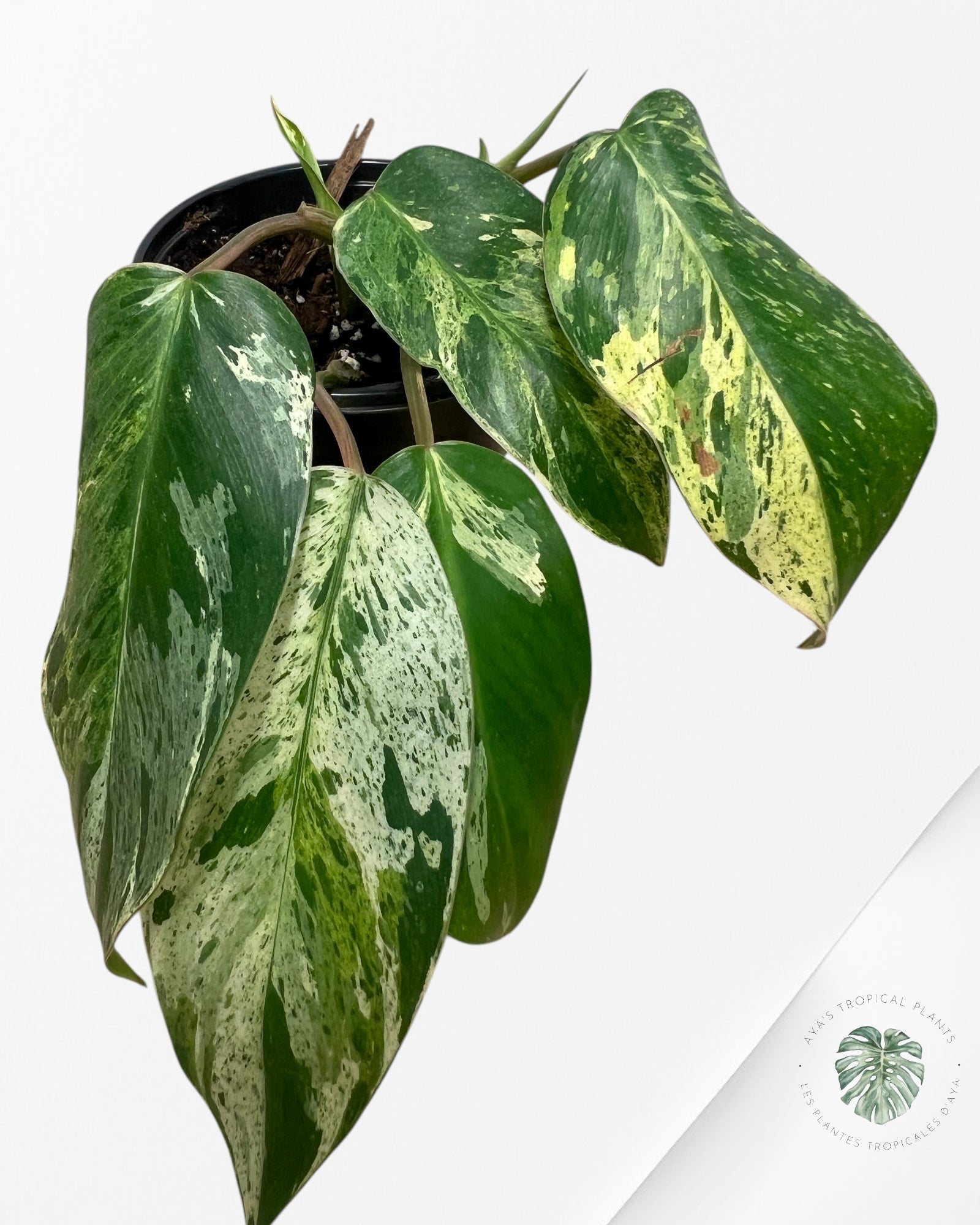 Philodendron Émeraude Glace Aurea -100