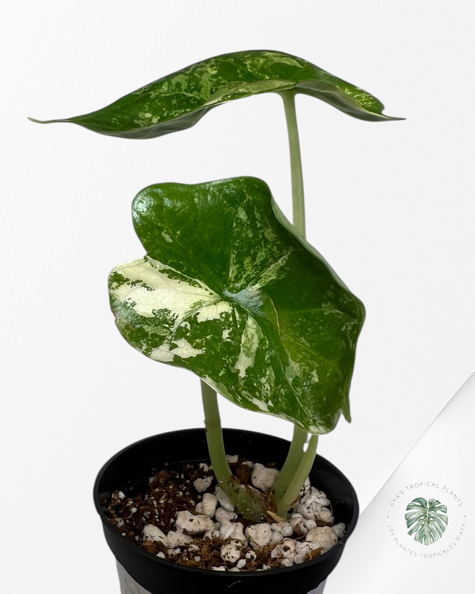 Alocasia Dragon Scale Variegated Albo ( Grade A) - TC1E