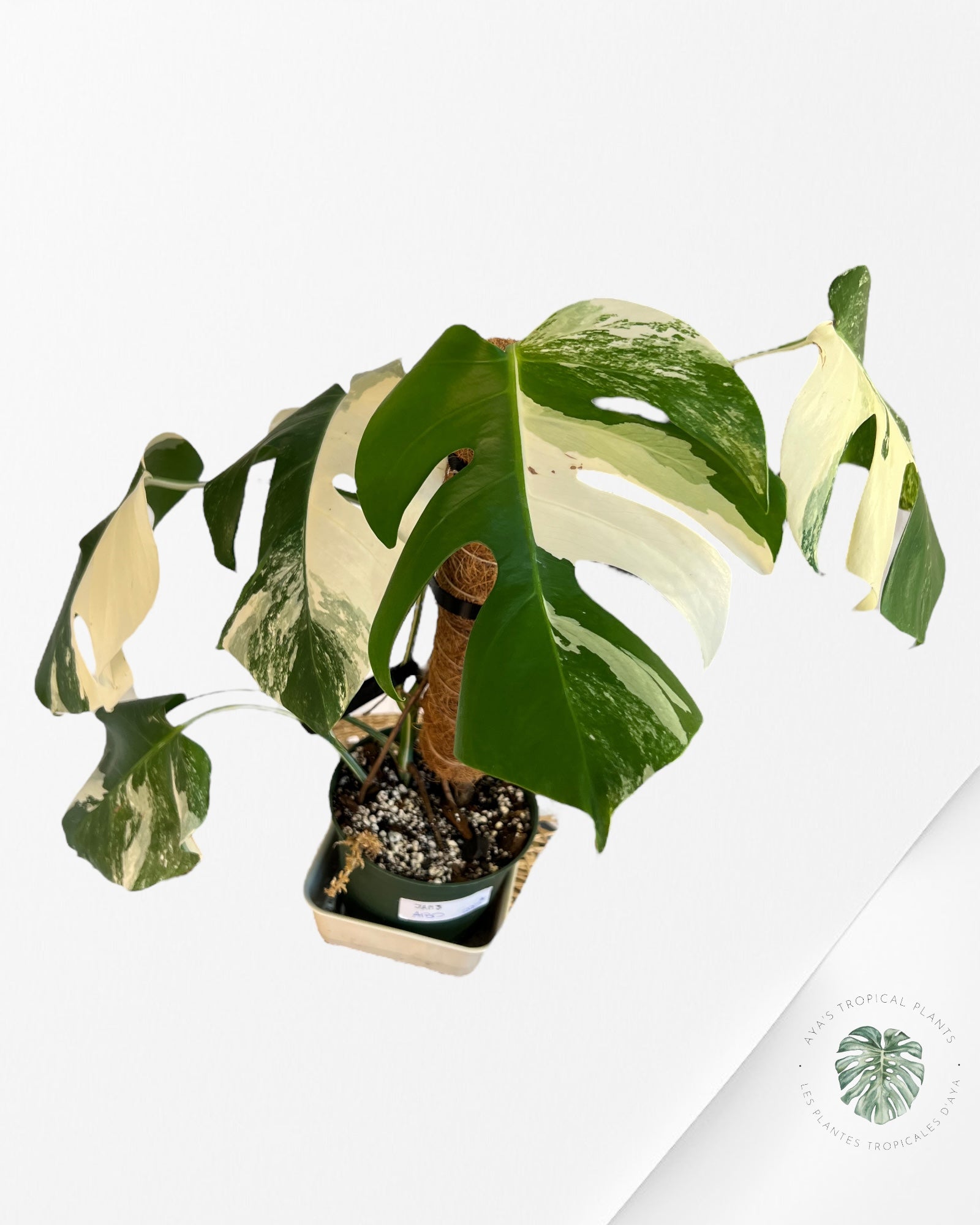 Monstera  Borsigiana Albo-JAM3