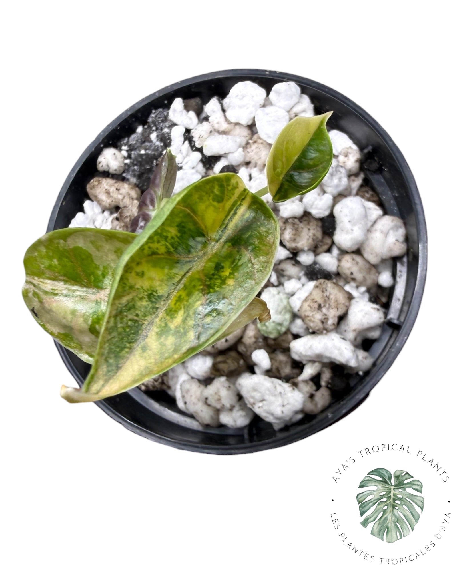 Alocasia Azlanii Gold / Aurea