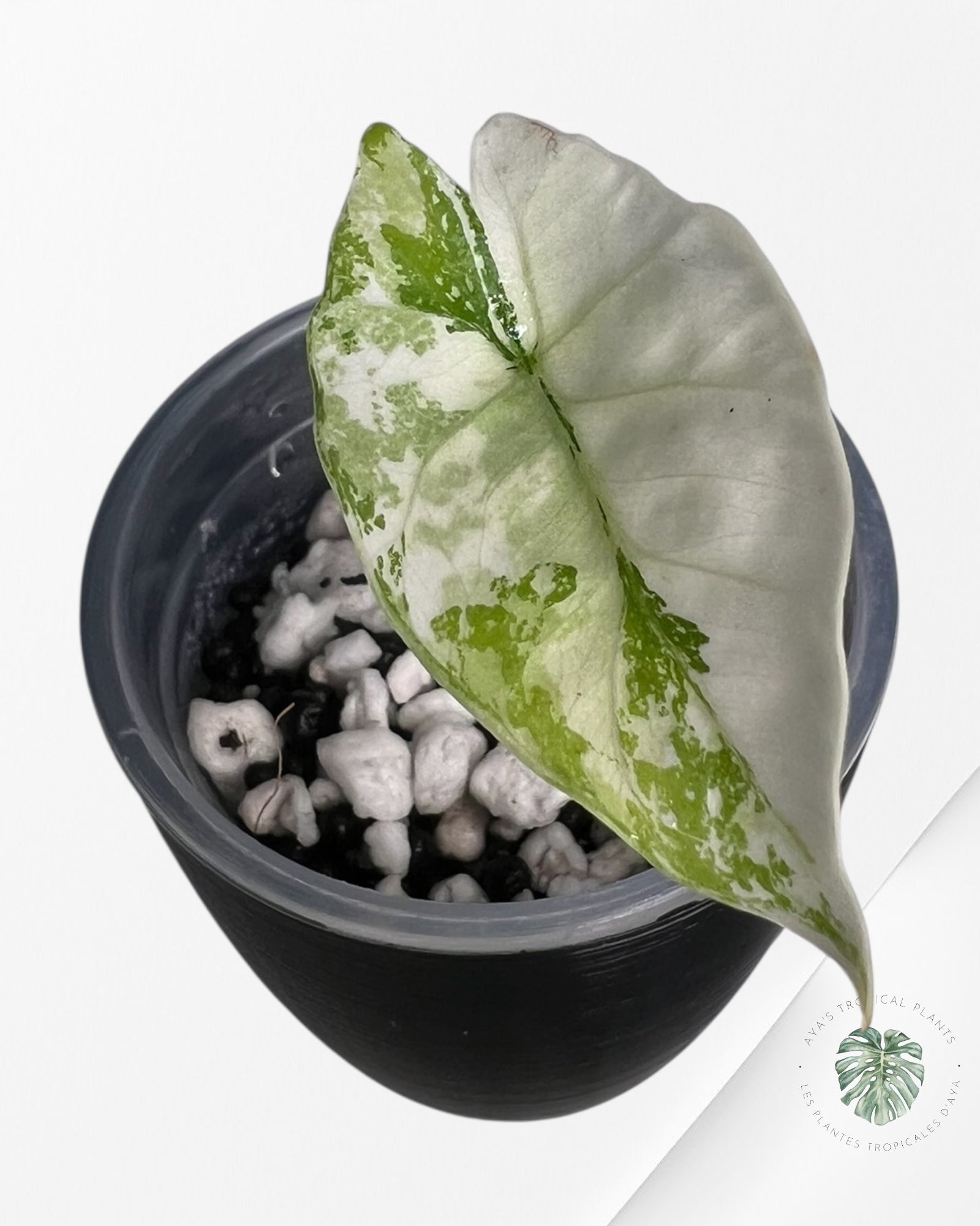 Alocasia Dragon Scale Aurea Variegated