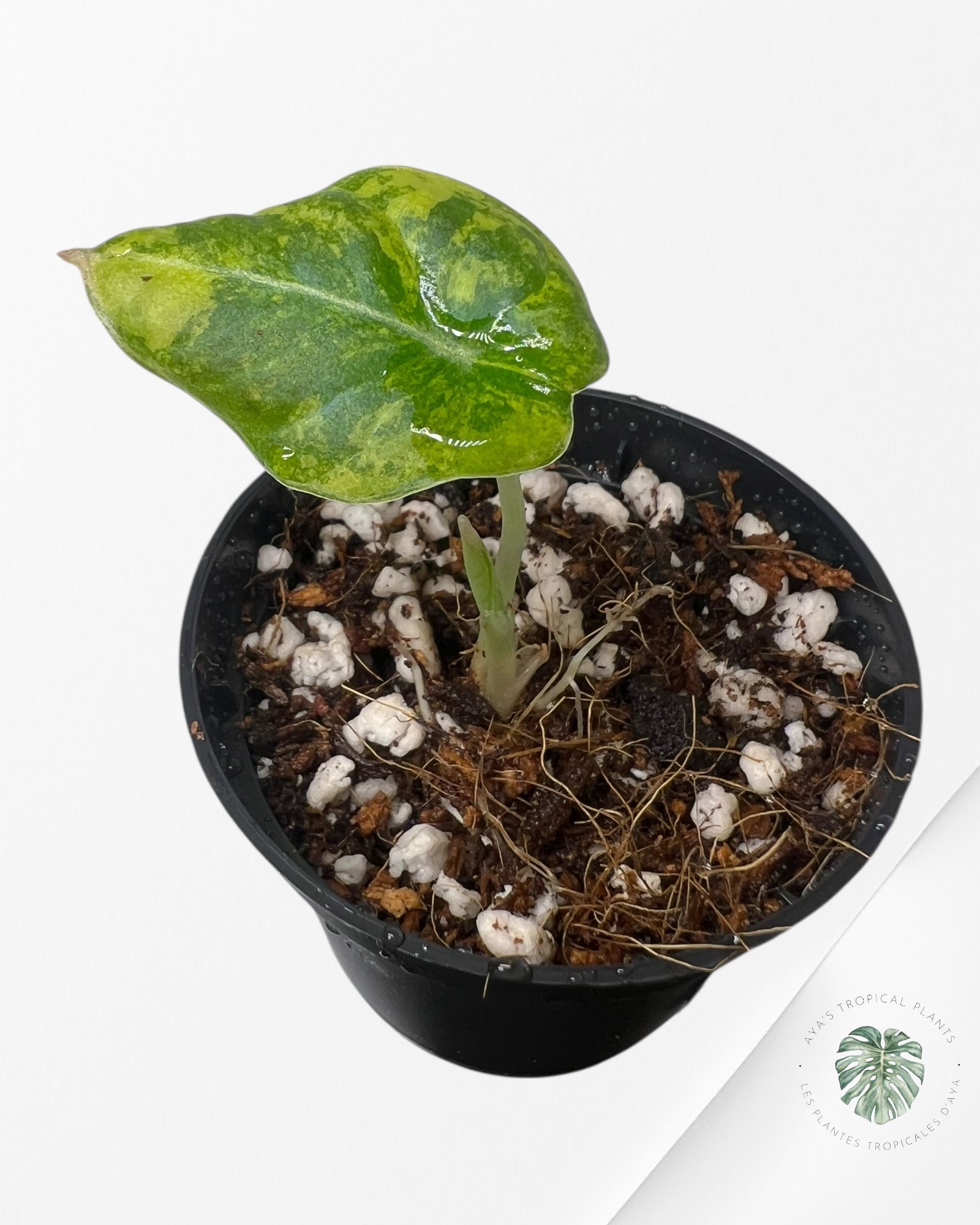 Alocasia Black Velvet Aurea (GOLD) Variegated - 1