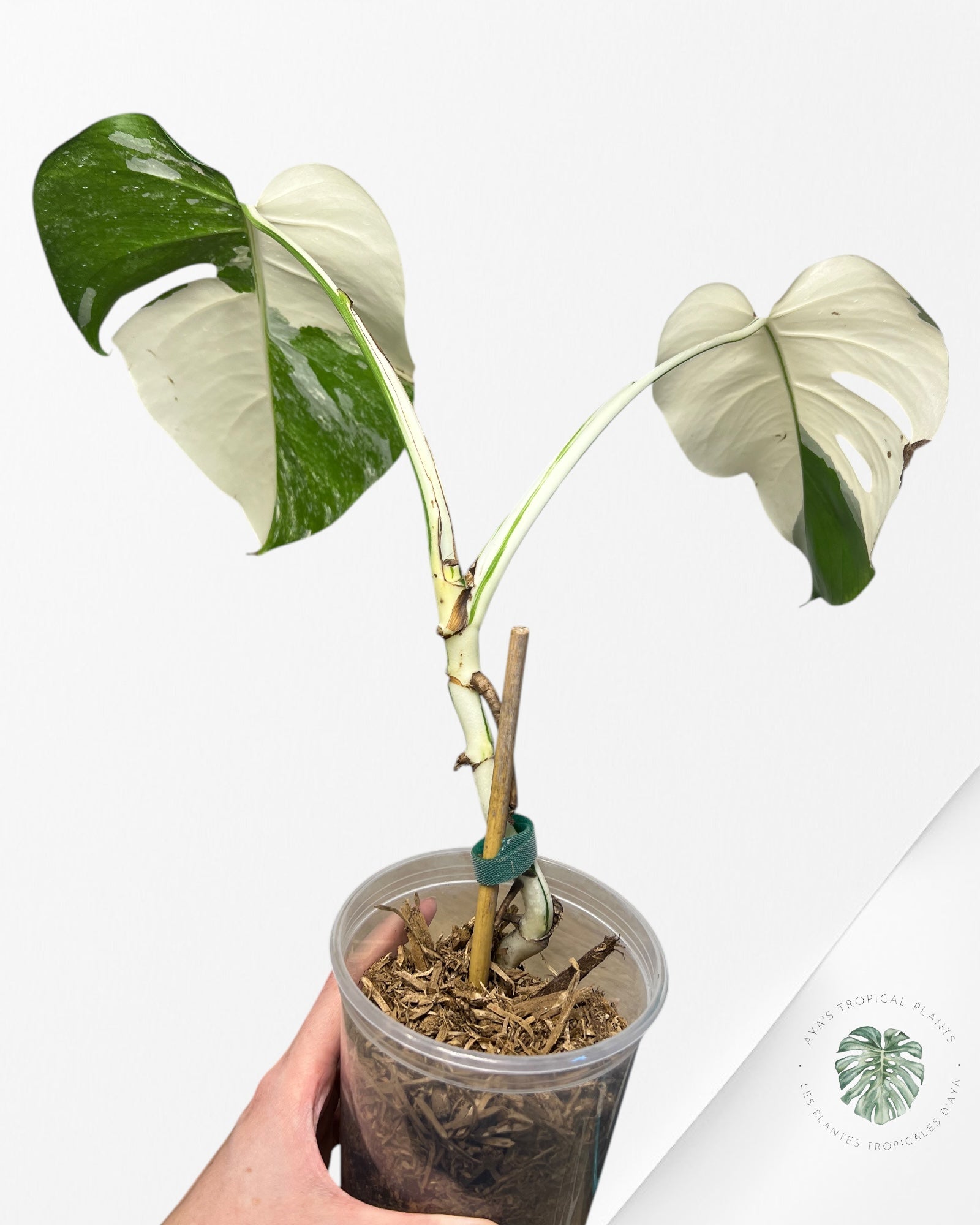 Monstera Borsigiana Albo-JA1200