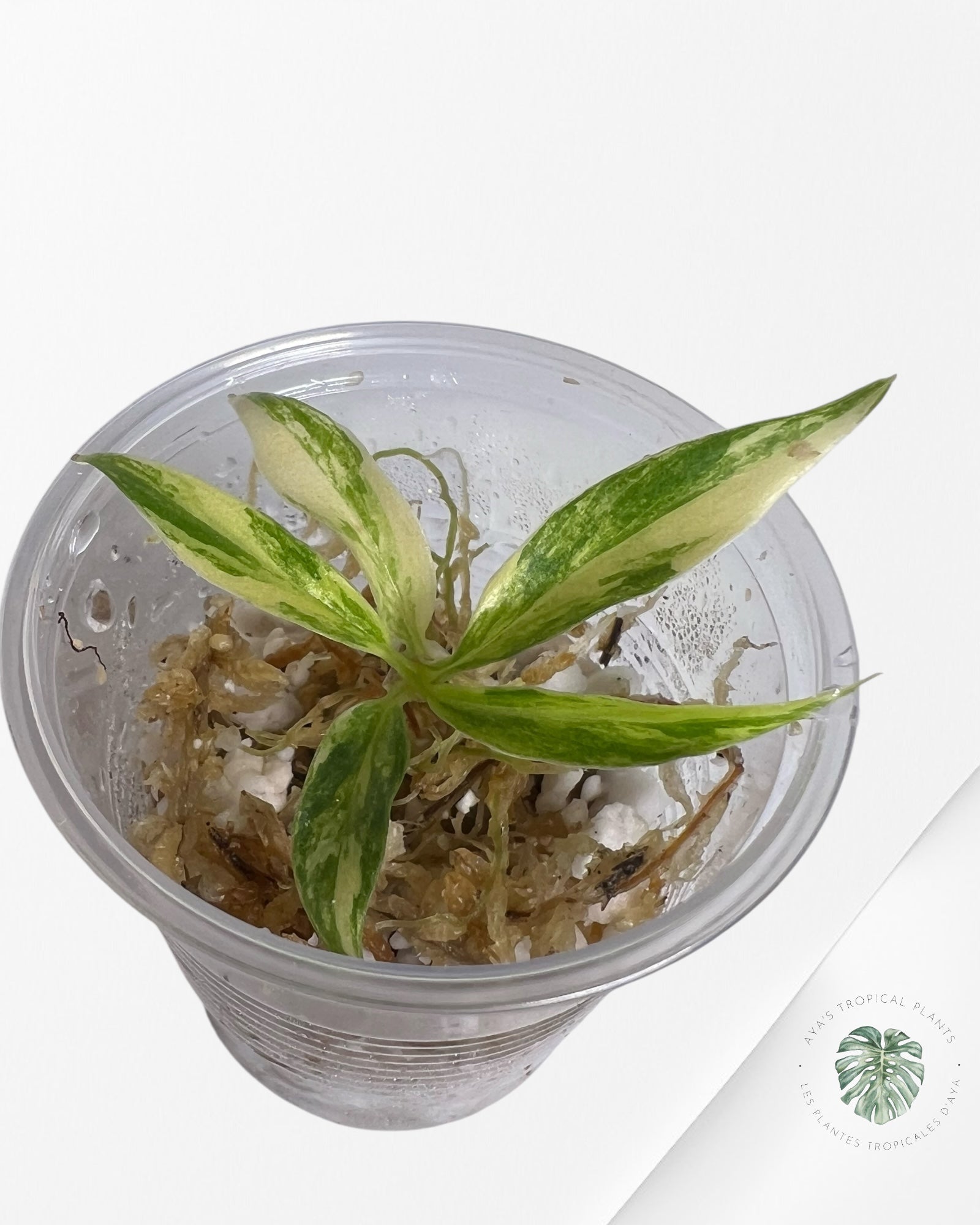 Philodendron Tortum Variegated - TC1