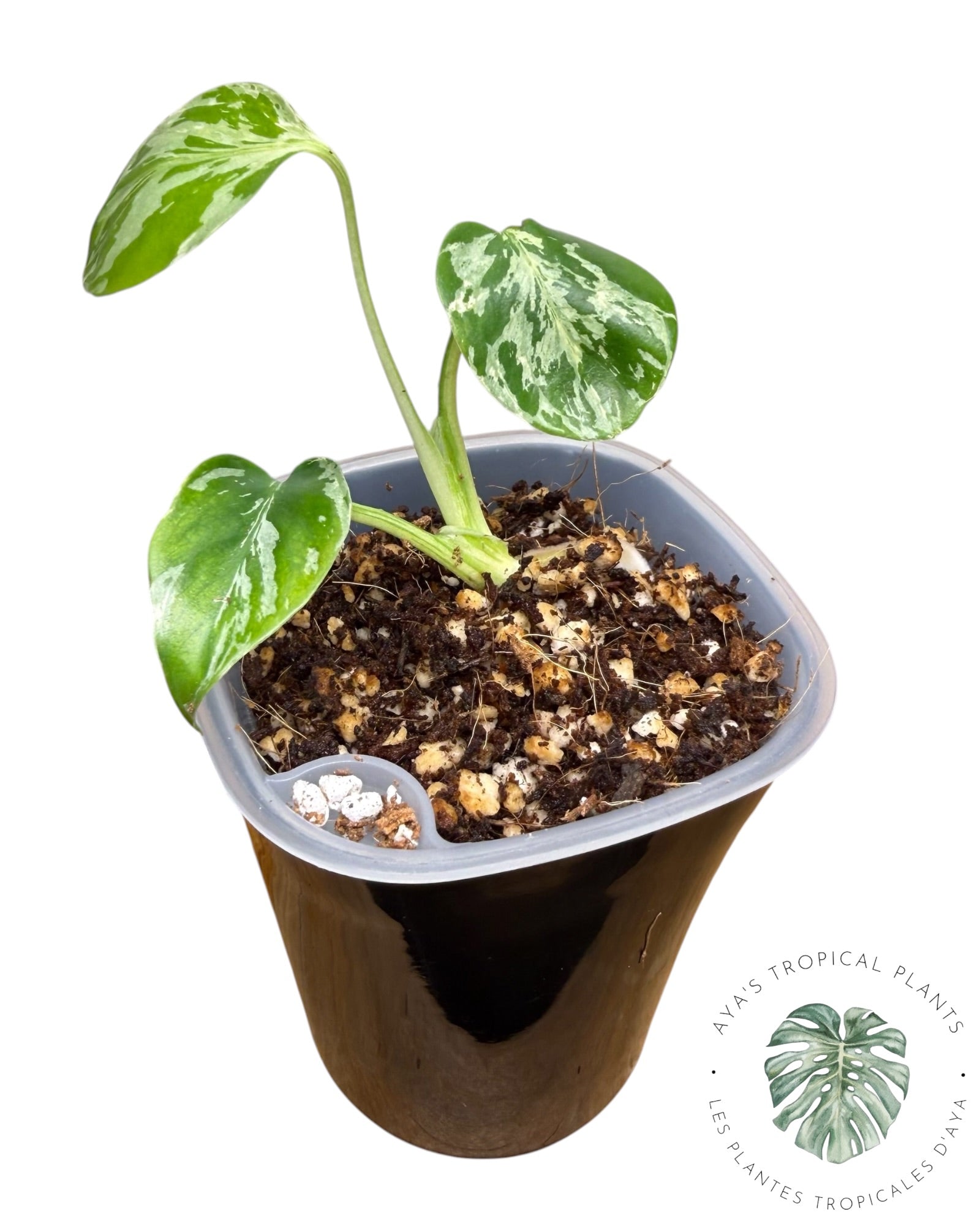 Monstera Deliciosa Bulbasaur
