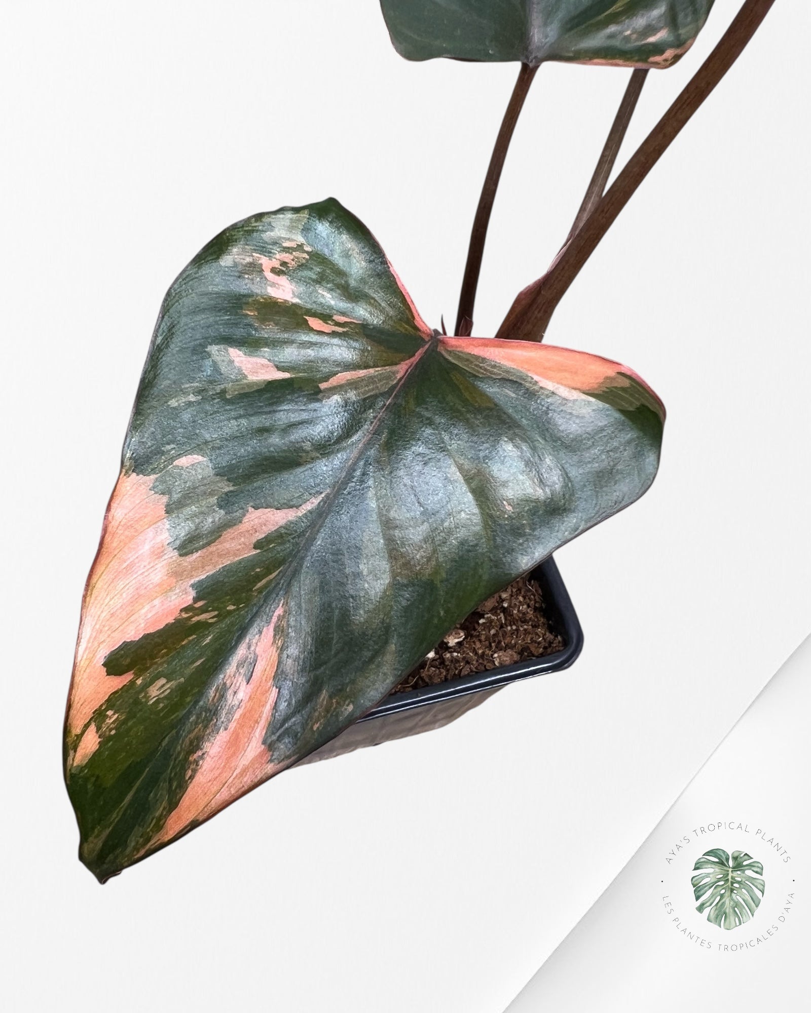 Homalomena Pink Diamond - 1
