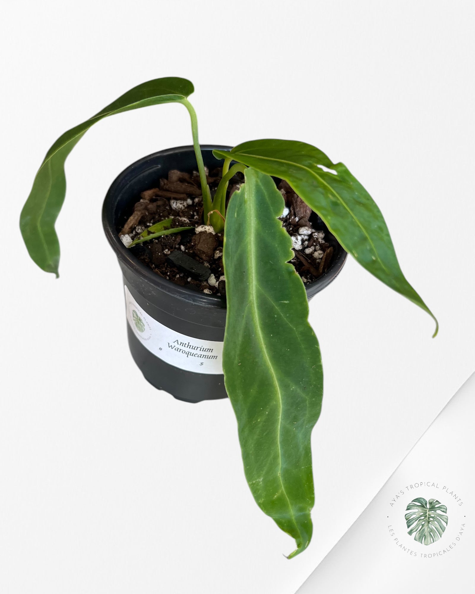 Anthurium Warocqueanum-100