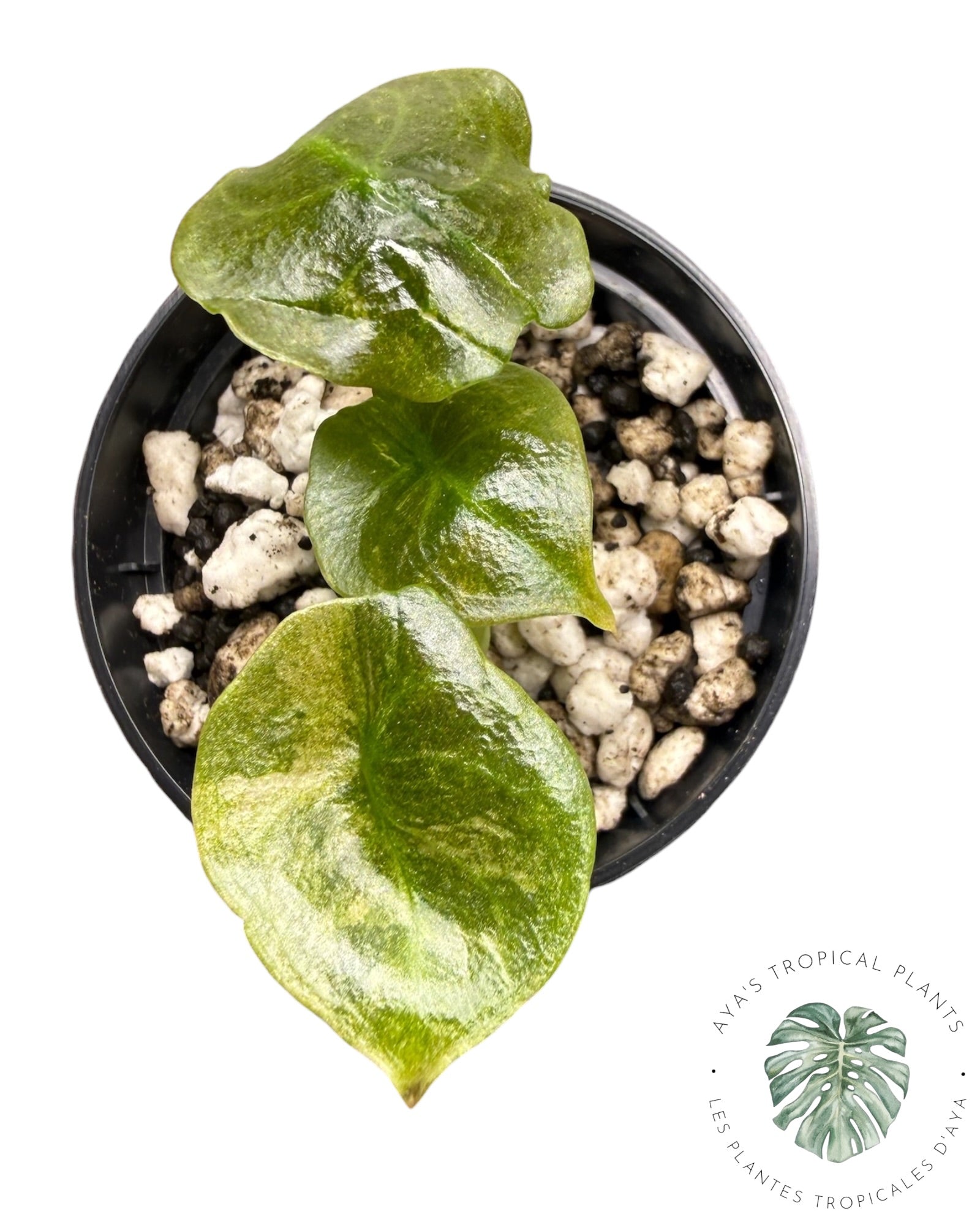 Alocasia Cuprea Panaché Rose