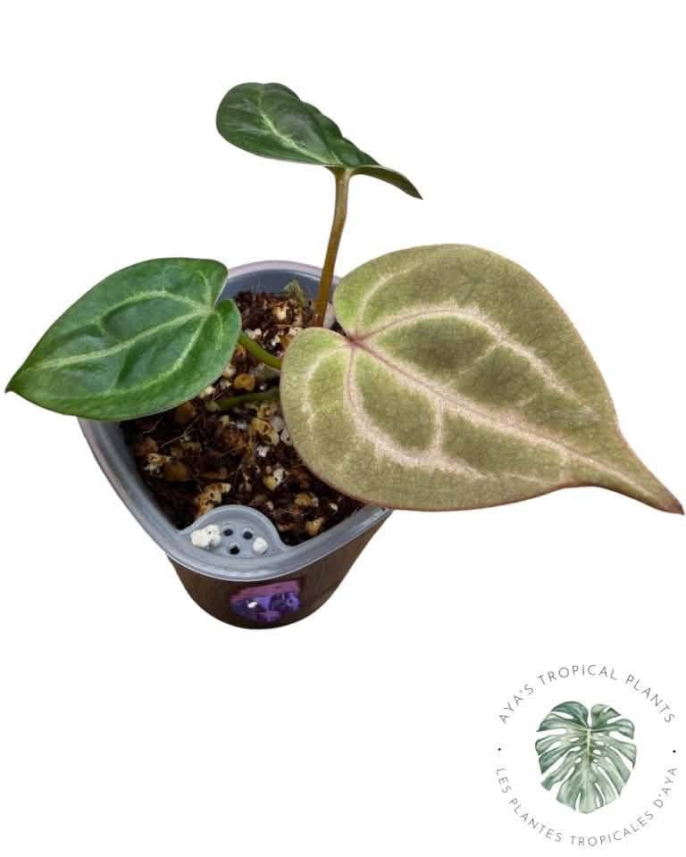 Anthurium Ace of Spades Dark × Silver Blush × Rouge