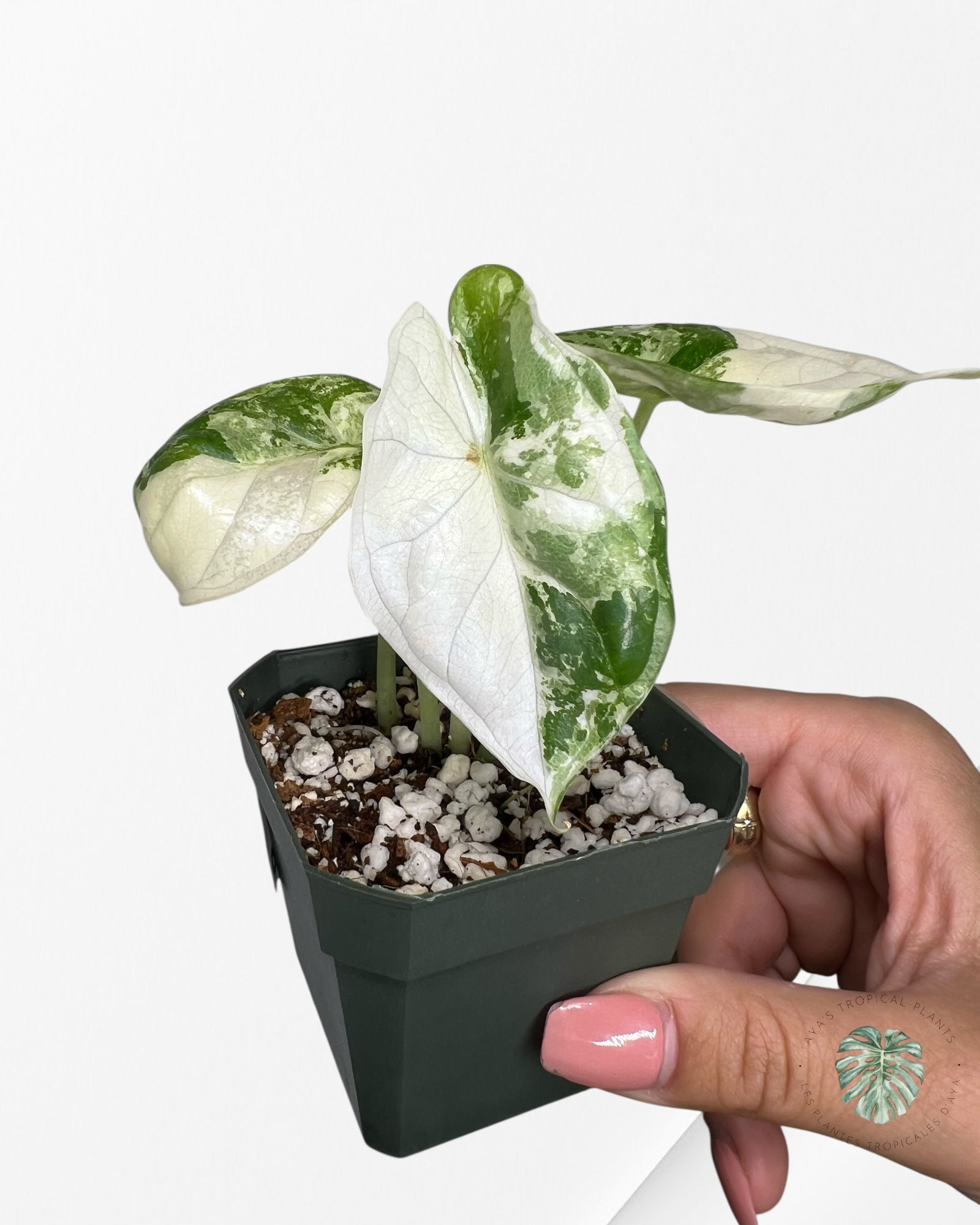 Alocasia Dragon Scale Variegated Albo ( Grade A) - 1001