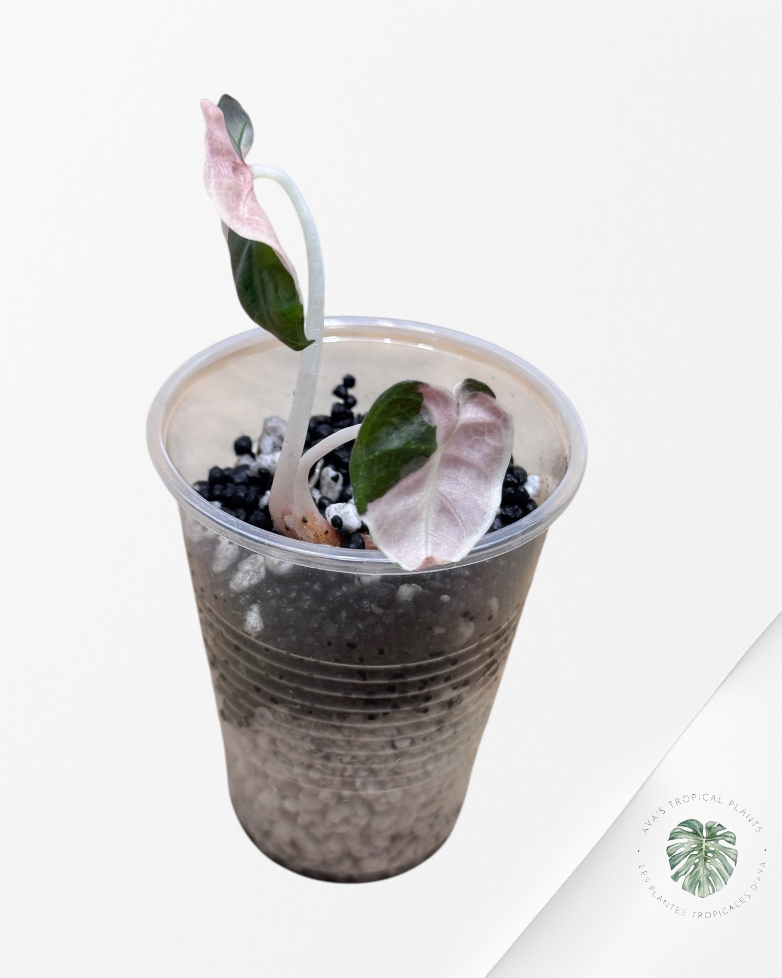 Alocasia Heart Balloon Pink Variegated - ST2