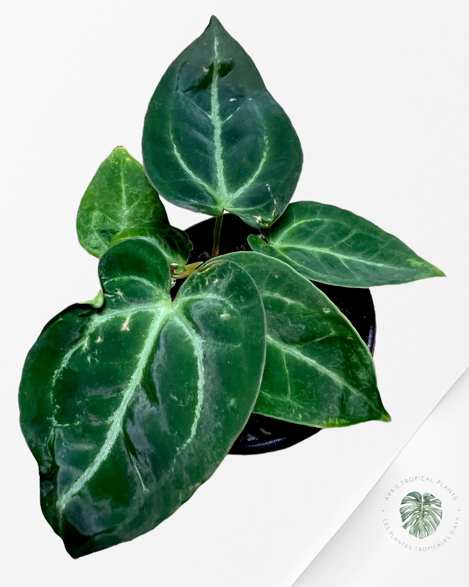 Anthurium Papi *Moira x Velvet* - 1902