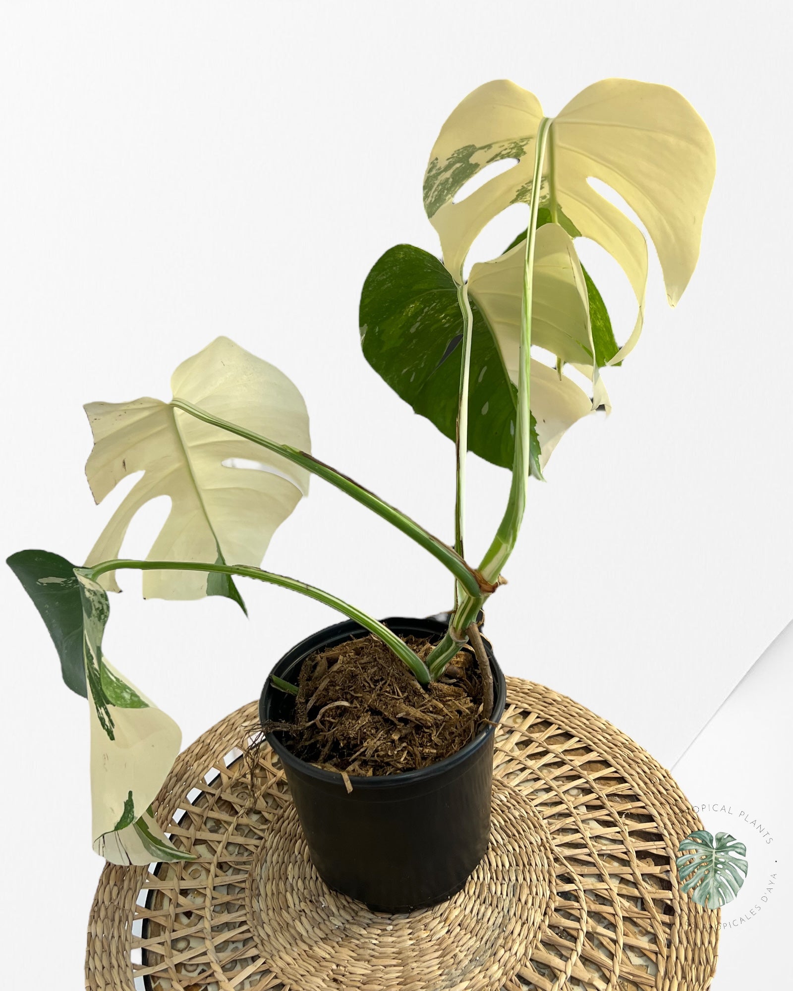 Monstera  Borsigiana Albo-JA15