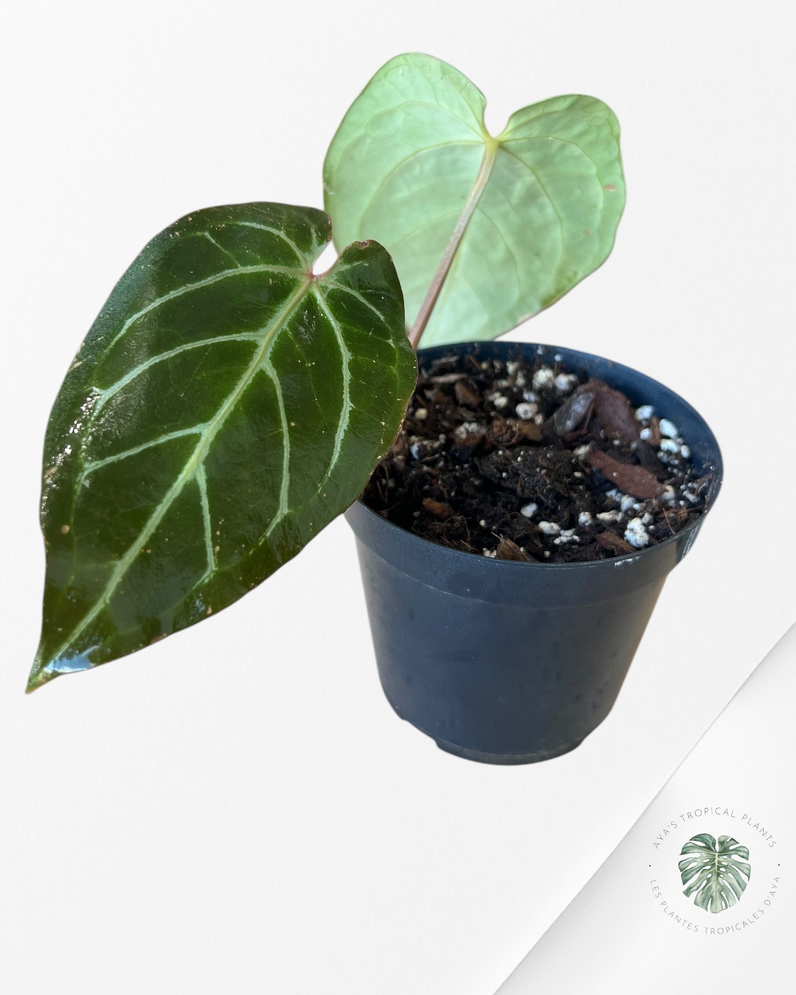 Anthurium Rouge de Java-03