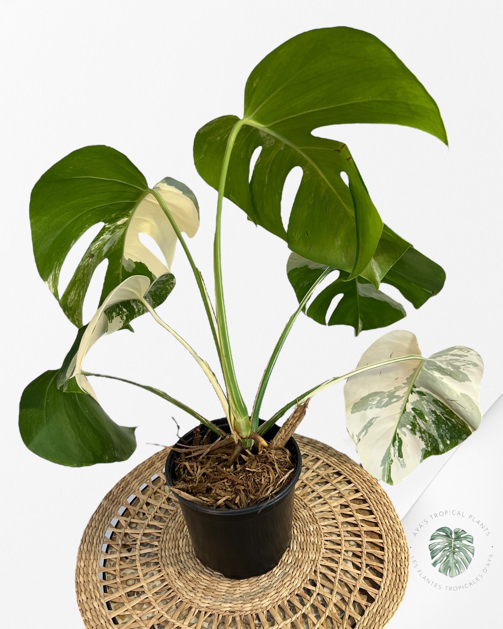 Monstera Borsigiana Albo-JA16