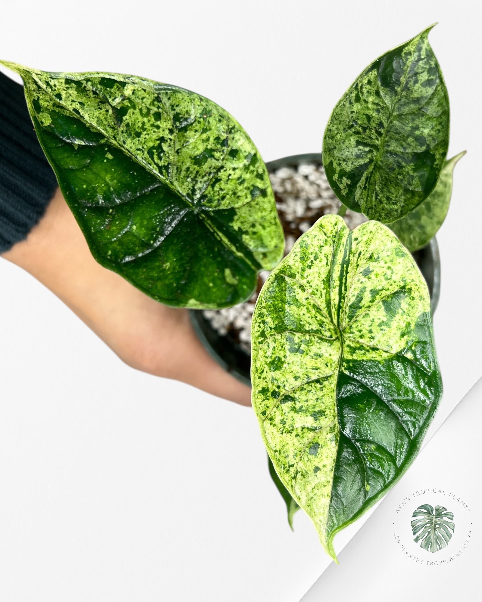 Menthe écaille de dragon Alocasia - 90