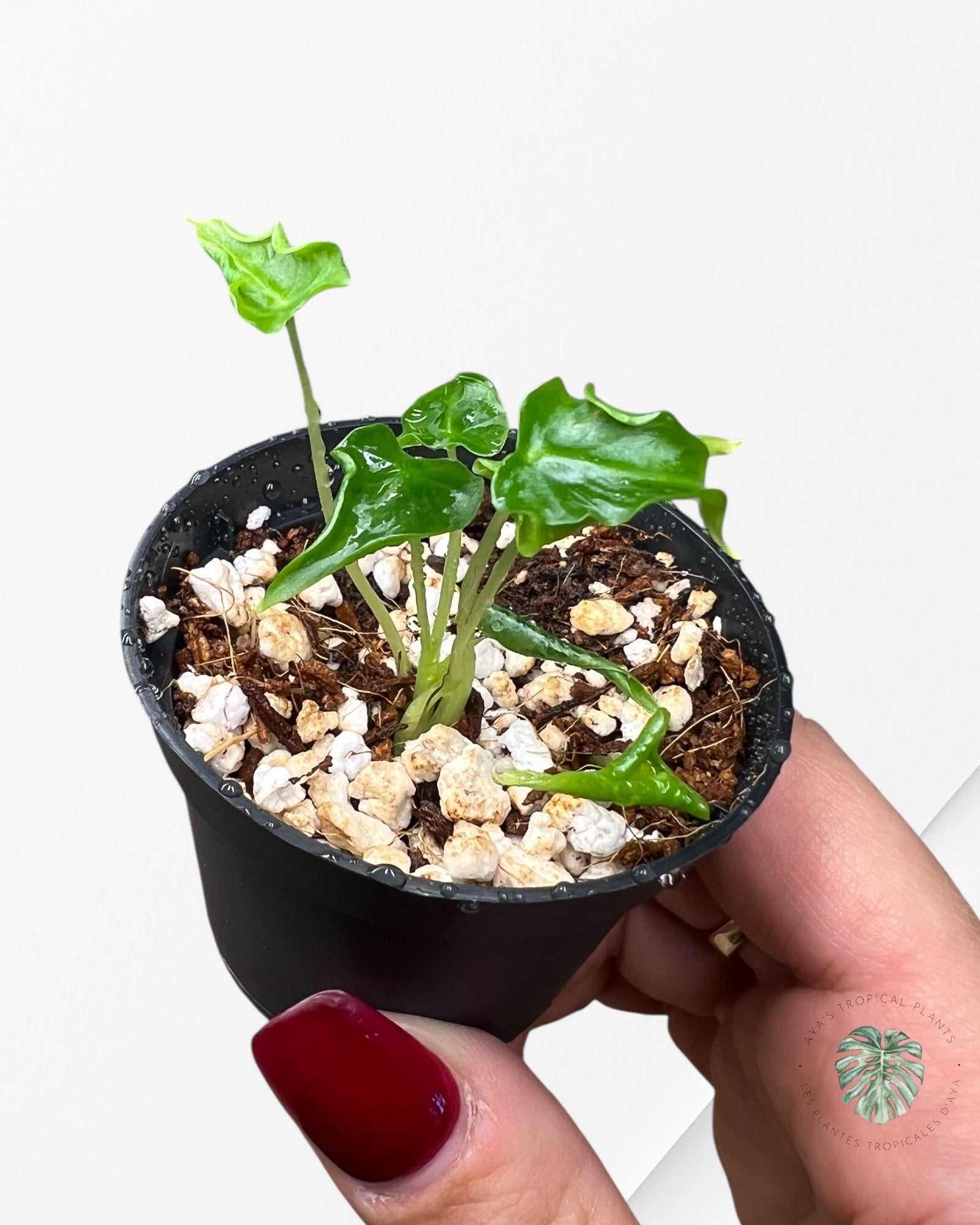 Alocasia Frydek ‘Tattoo’ - AF03