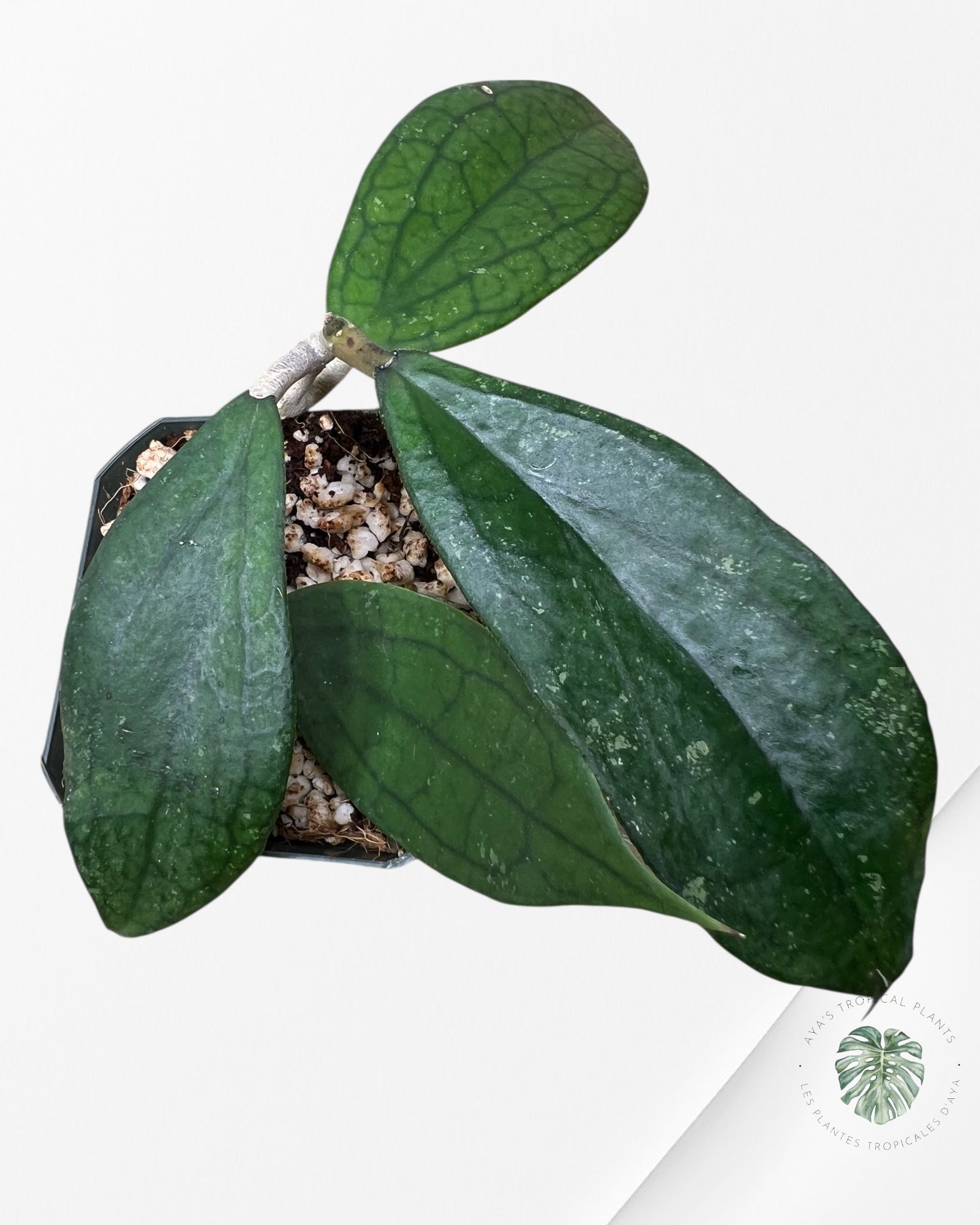 Hoya cv. 'Jennifer' - F8