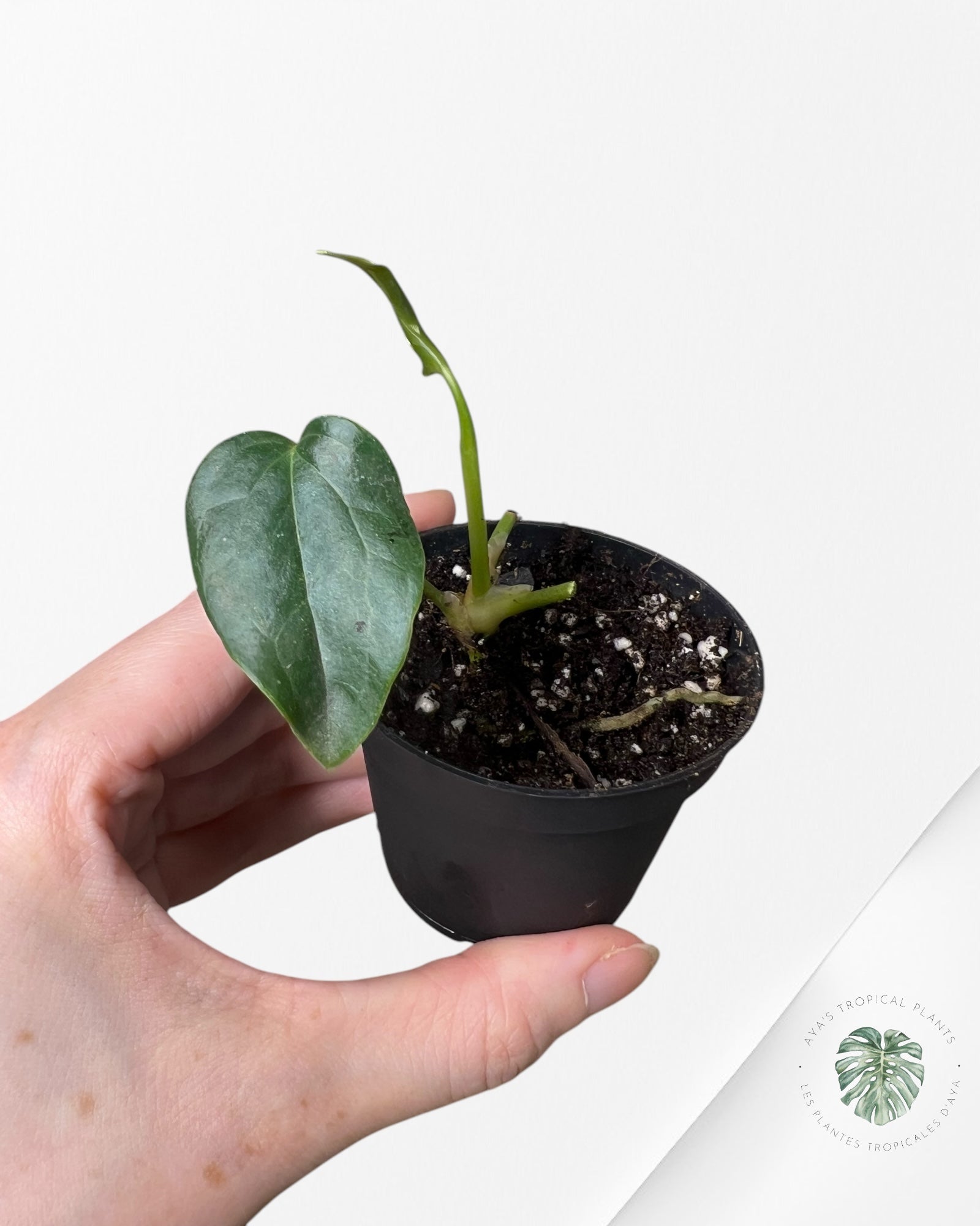 Anthurium Queen Of Hearts - V4