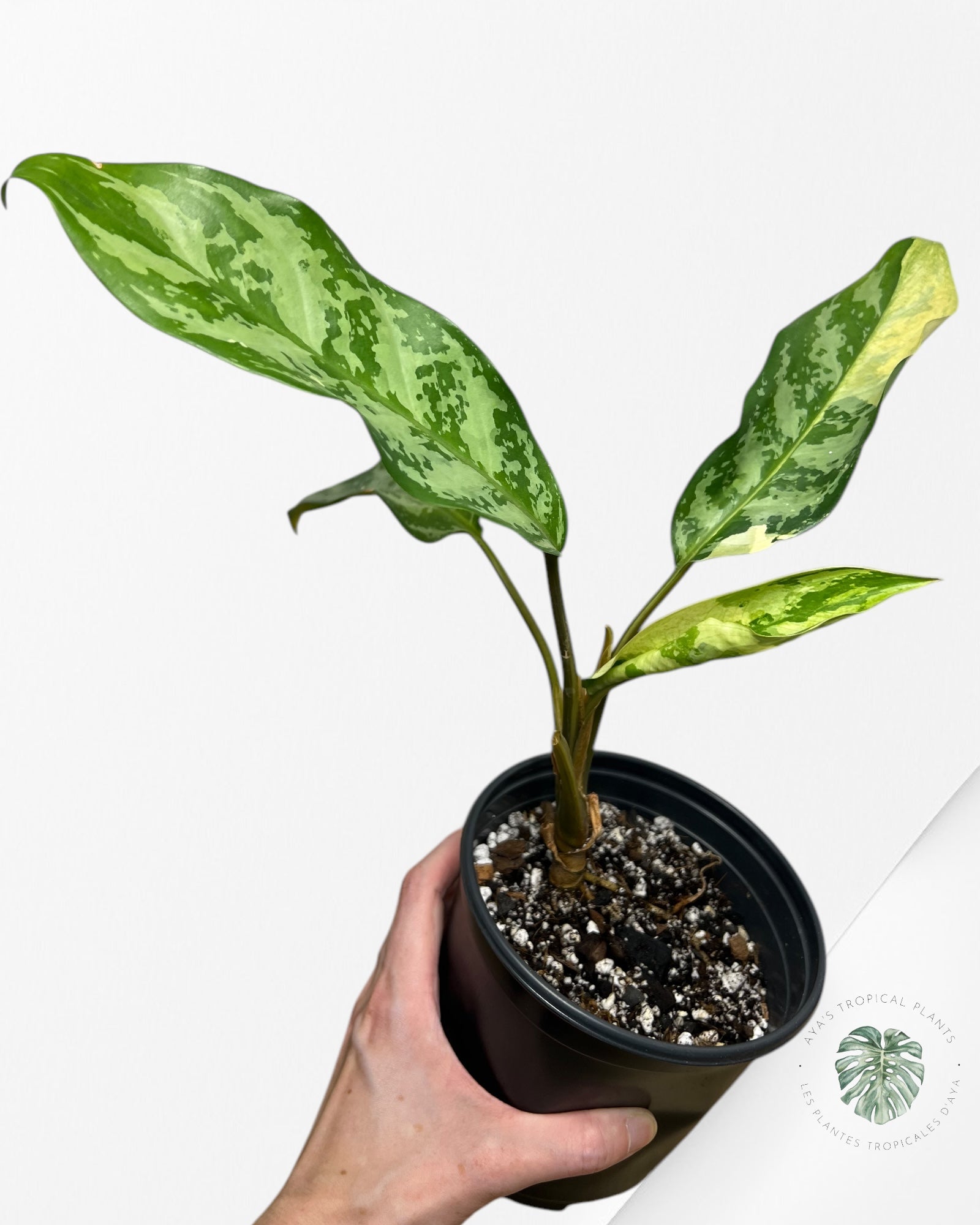 Aglaonema Manille Fierté - AMP200