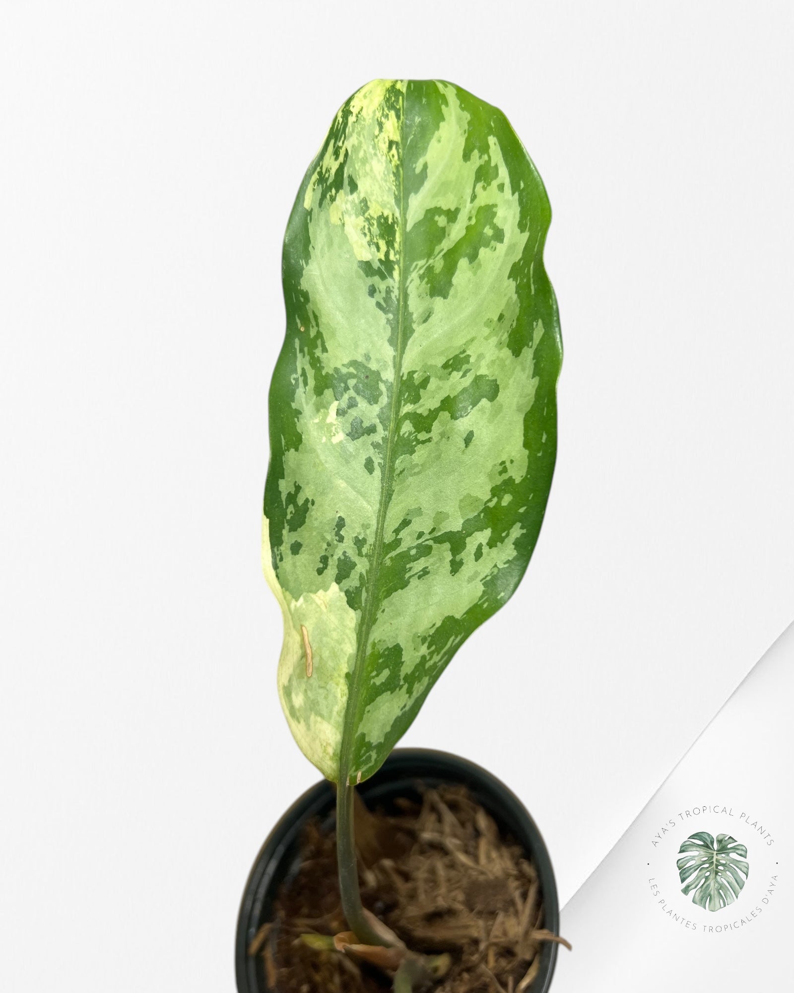 Fierté d'Aglaonema Manille - AMP50