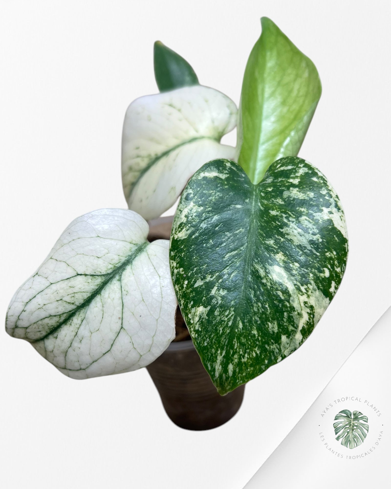 Monstera Menthe -02