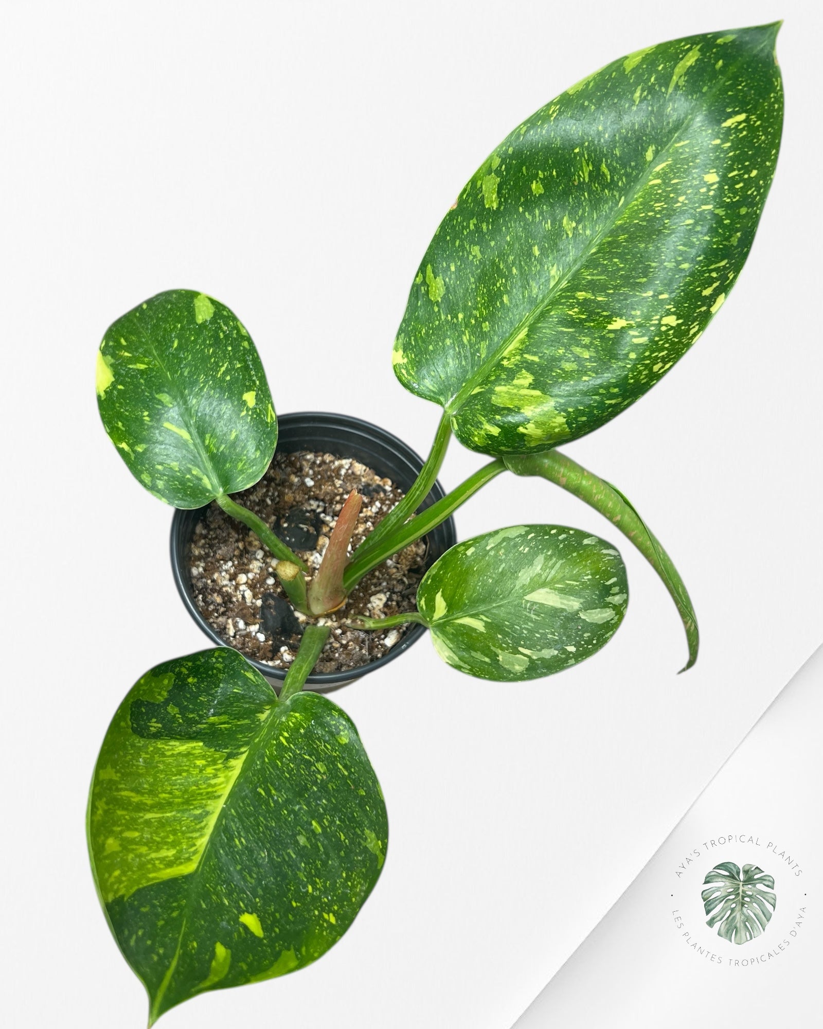 Philodendron Green Congo marble Hybrid - M2